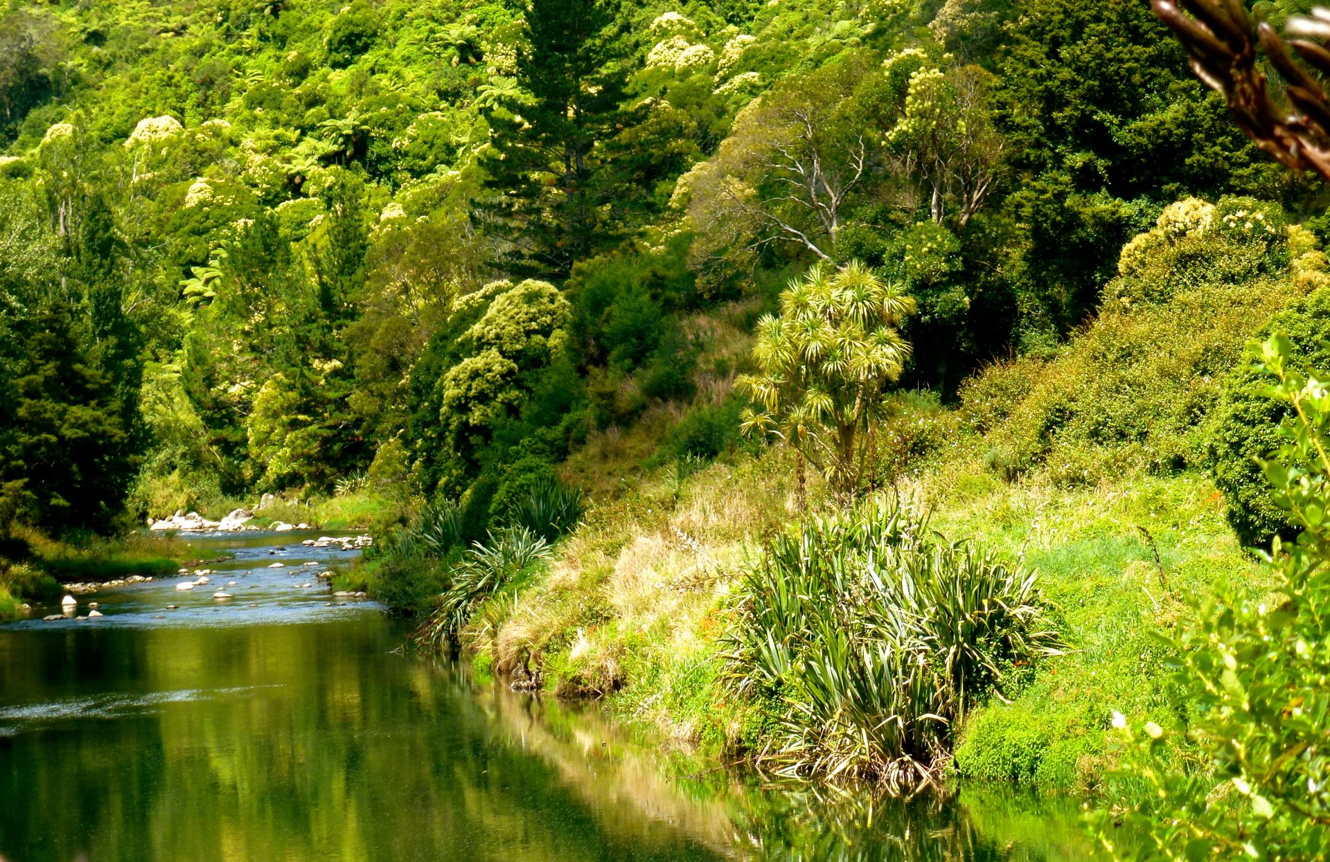 forêt rivière nature rivière ohinemuri