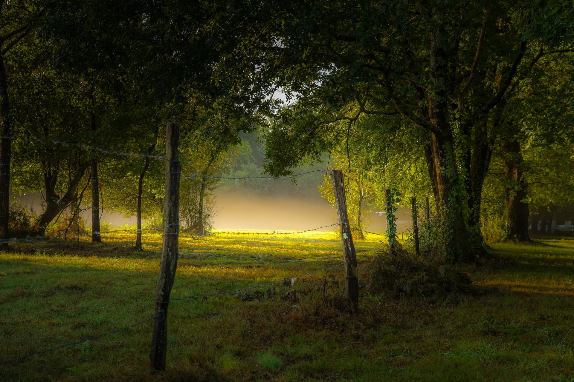 parc clôture brouillard matin été