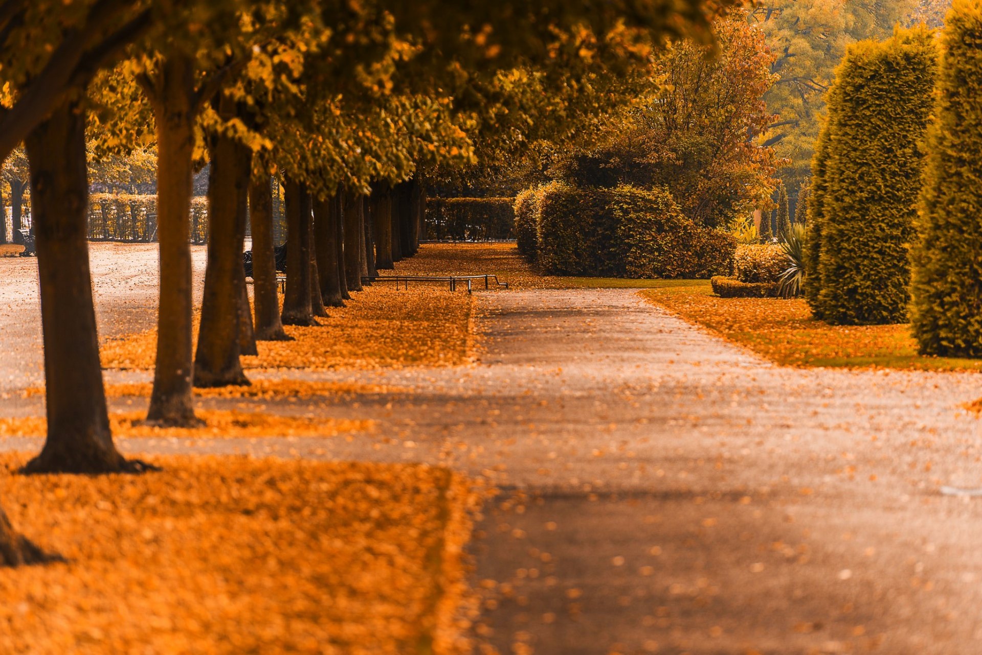 natur wald park bäume blätter bunt straße herbst herbst farben zu fuß