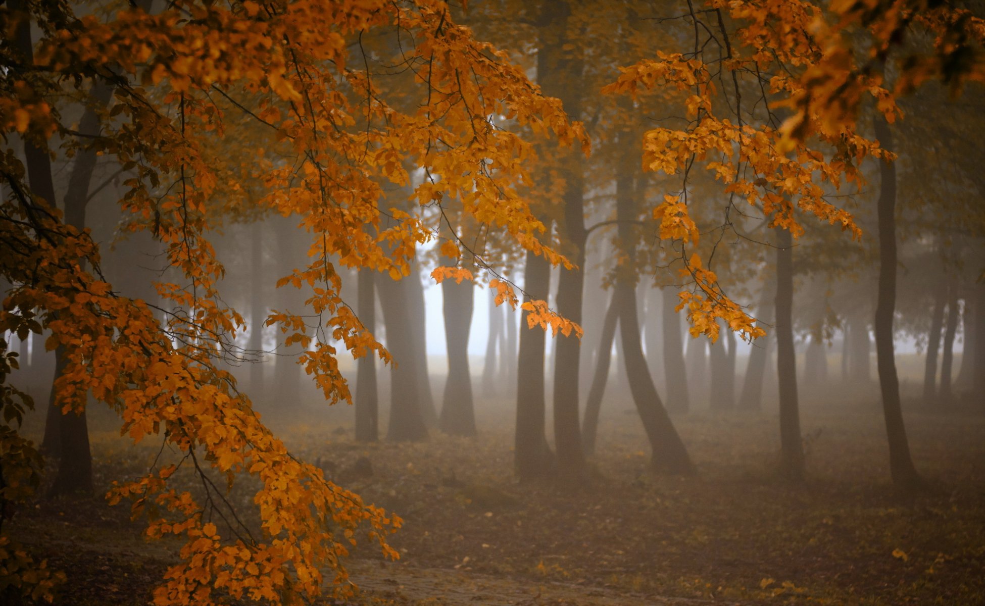 las jesień mgła natura