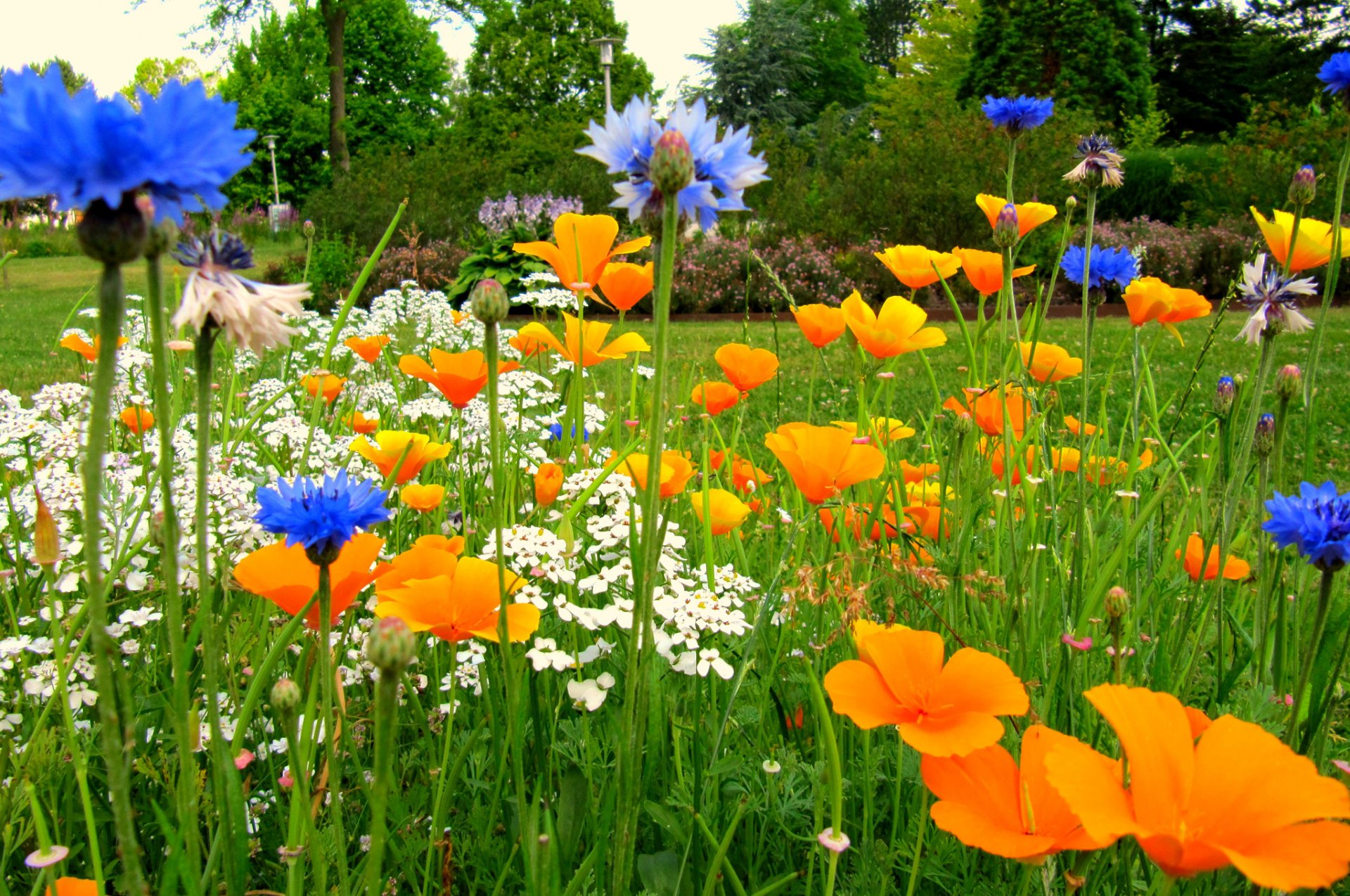 champ pré jardin herbe fleurs