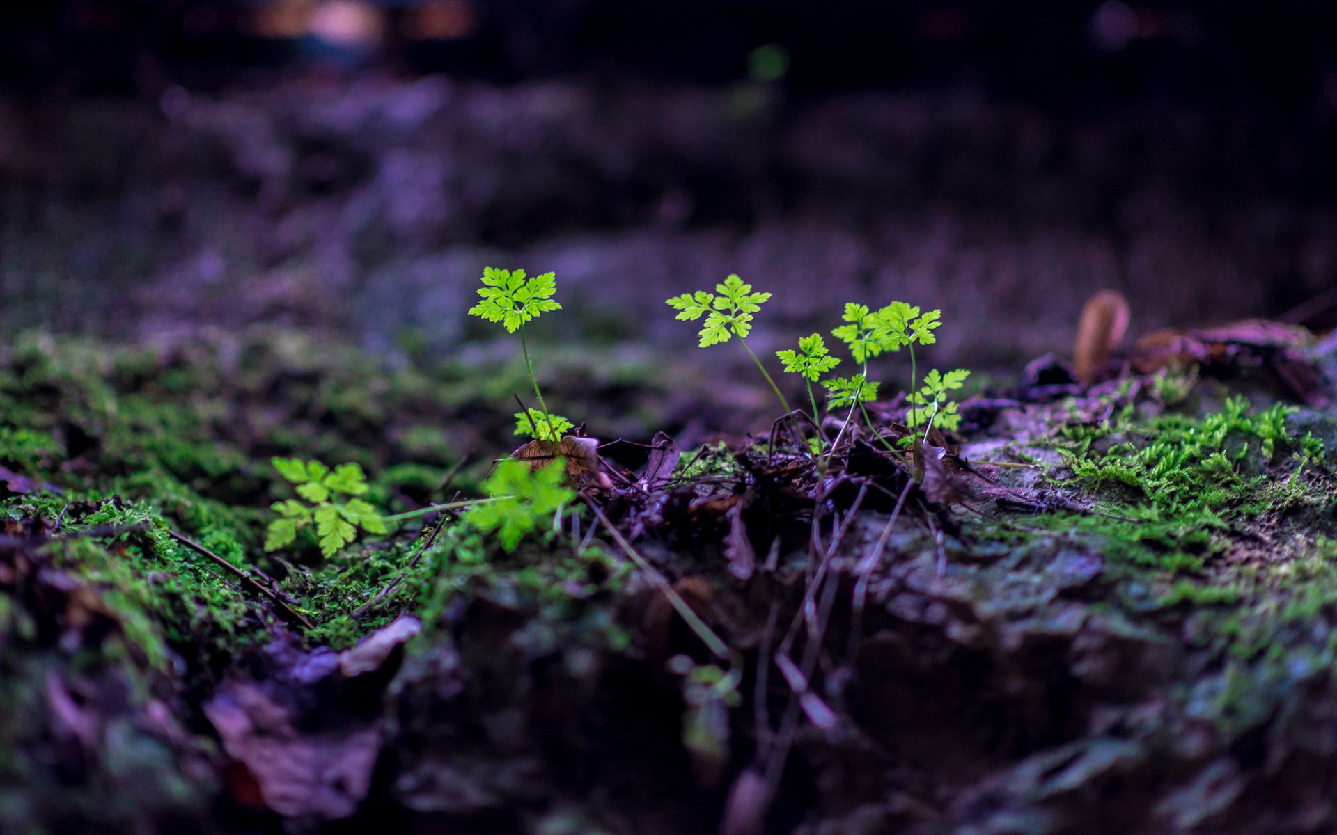 terre plantes nature feuilles germes