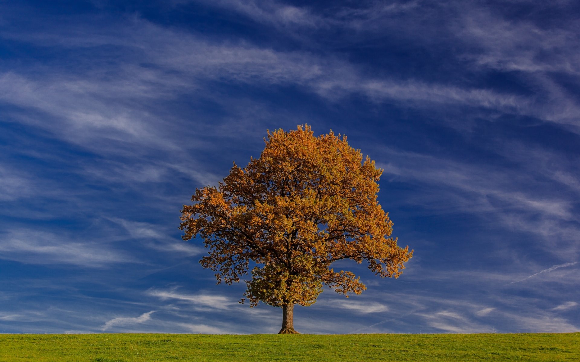 baviera germania cielo albero