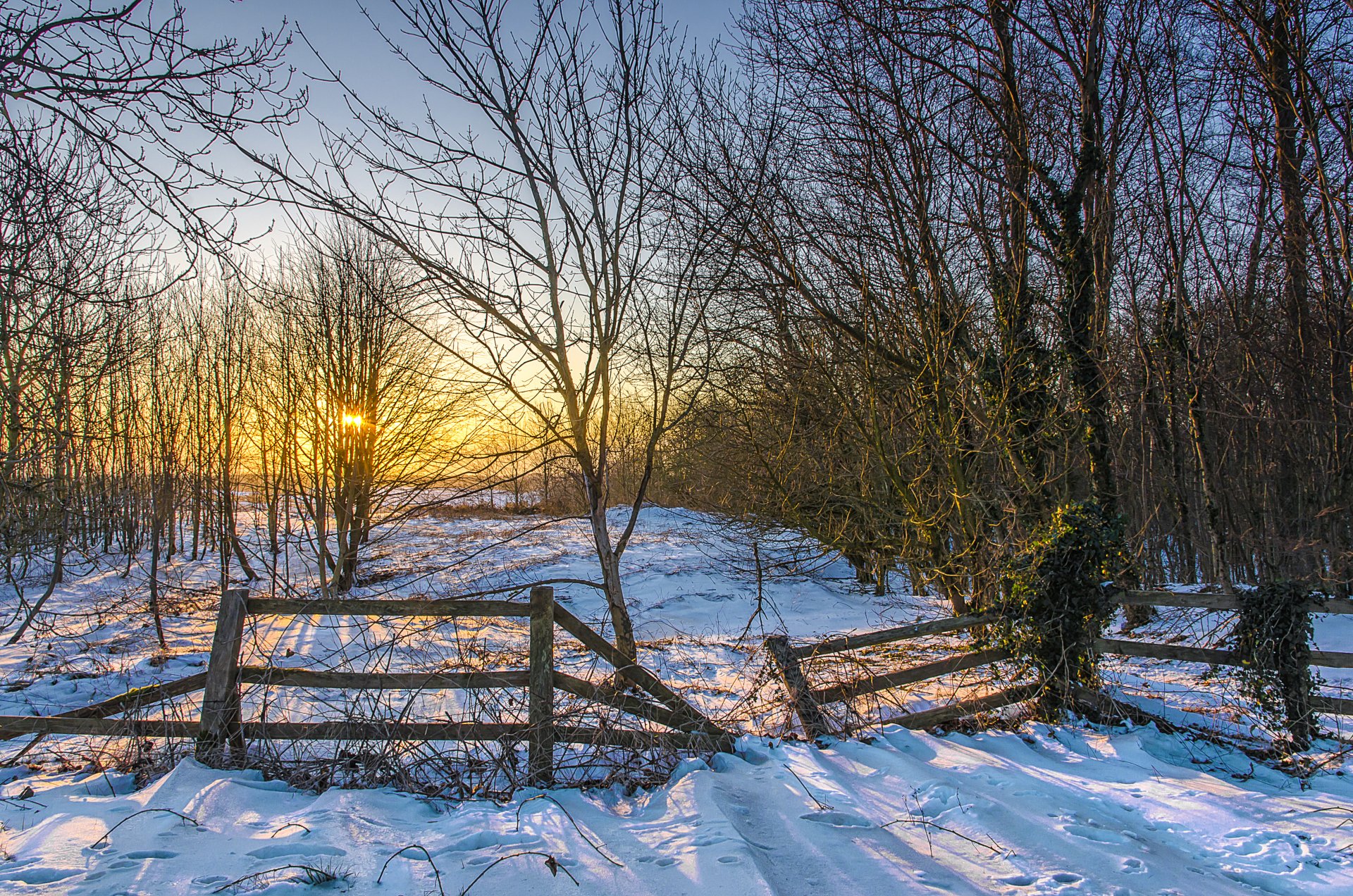 winter snow tree fence sun sunset