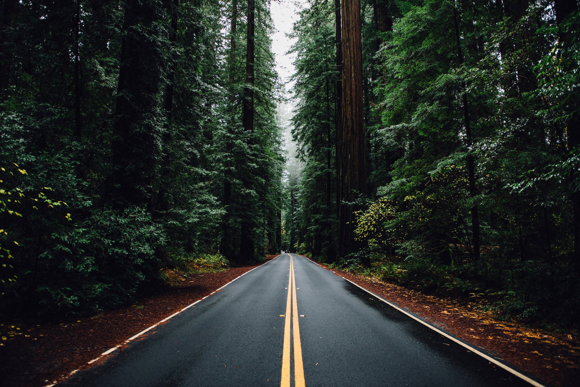 natura alberi foresta strada auto