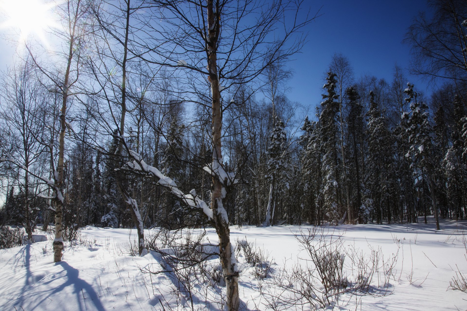 forêt arbres hiver neige ciel soleil