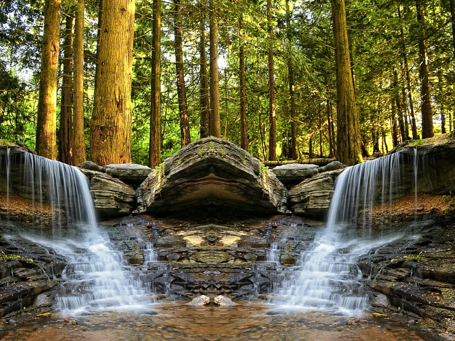 forest tree creek waterfall stones turtle