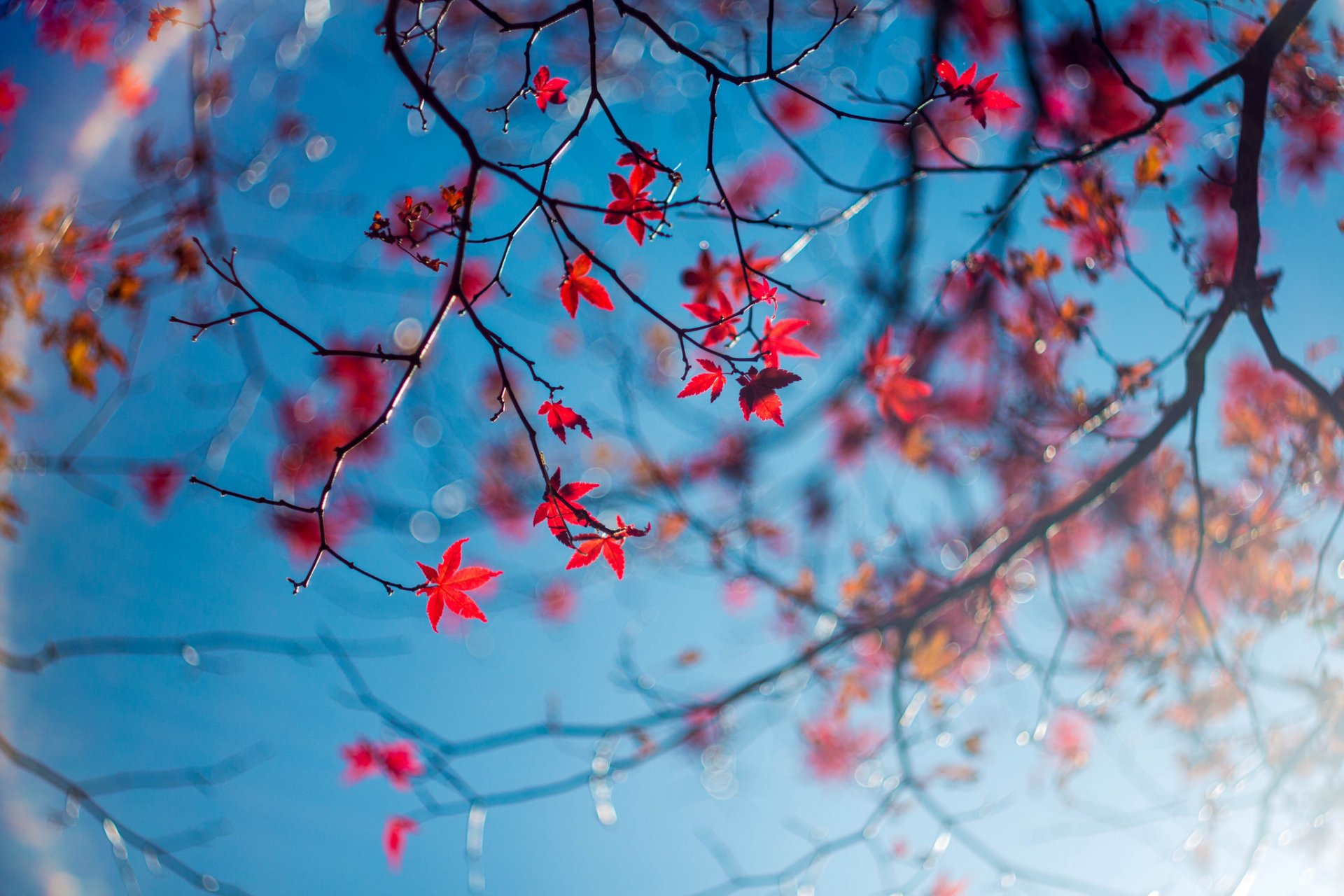 cielo rami foglie autunno macro