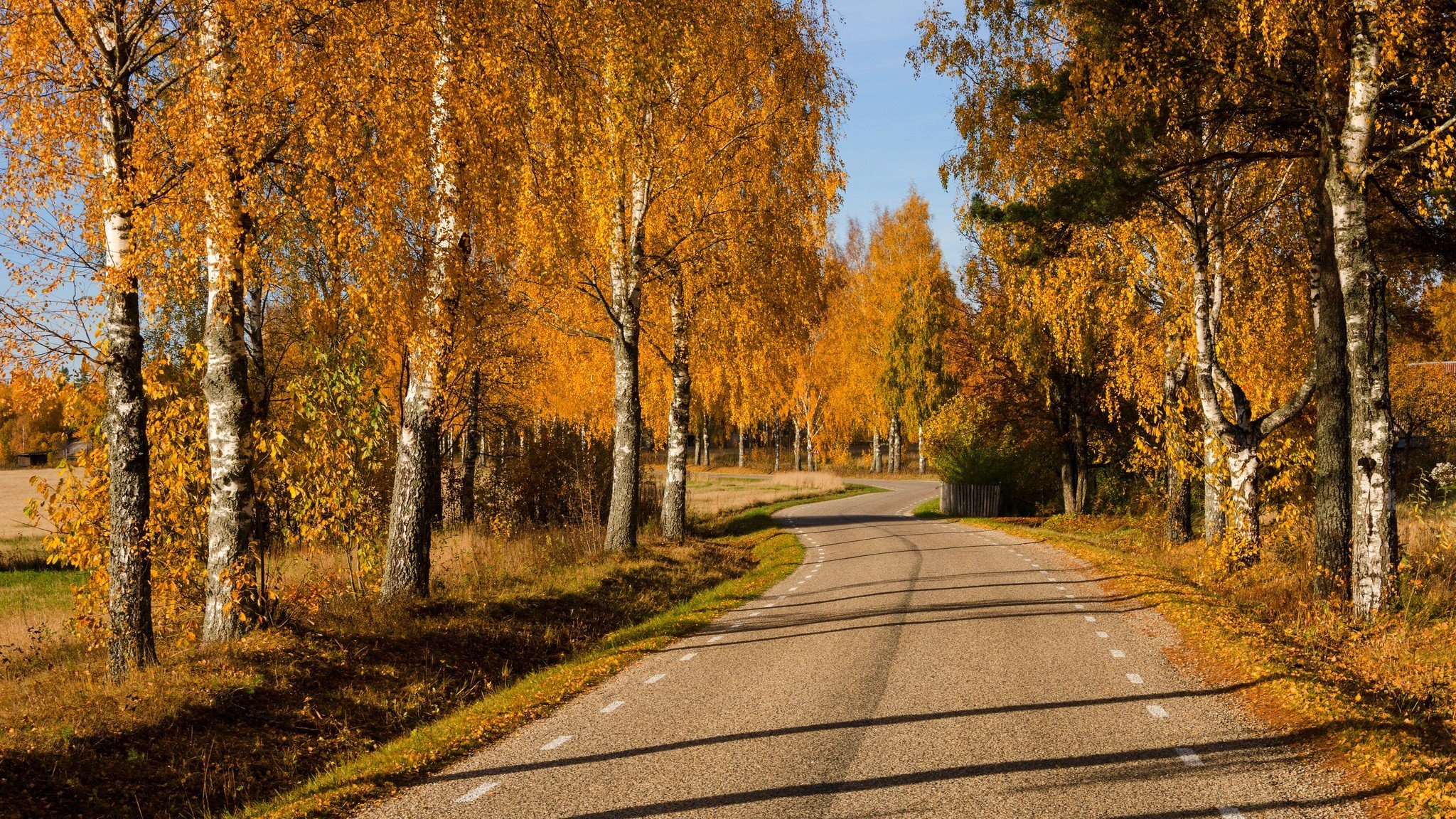 natura las park drzewa liście kolorowe droga jesień upadek kolory spacer