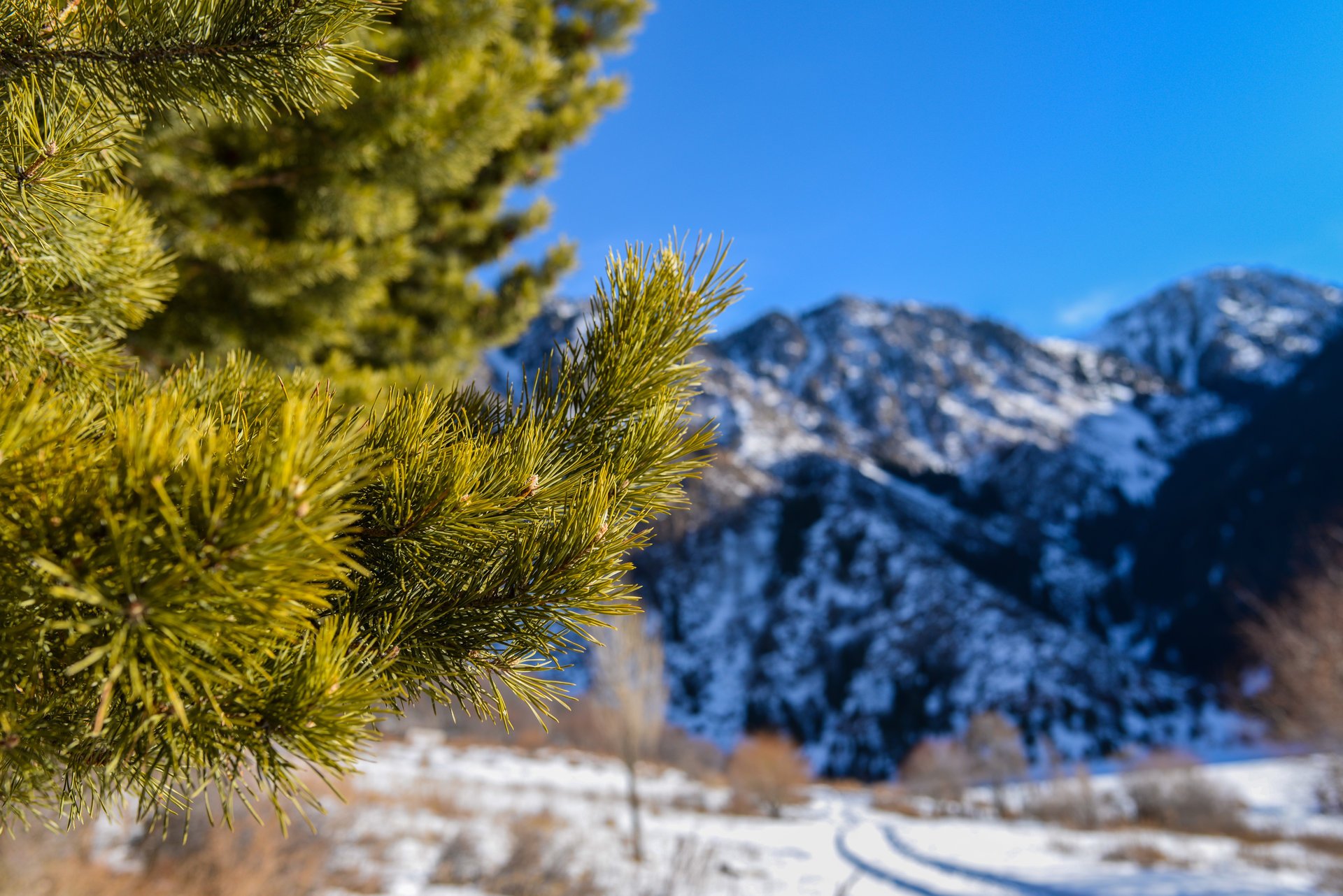 natur makro fichte kiefer nadeln zweige berge schnee