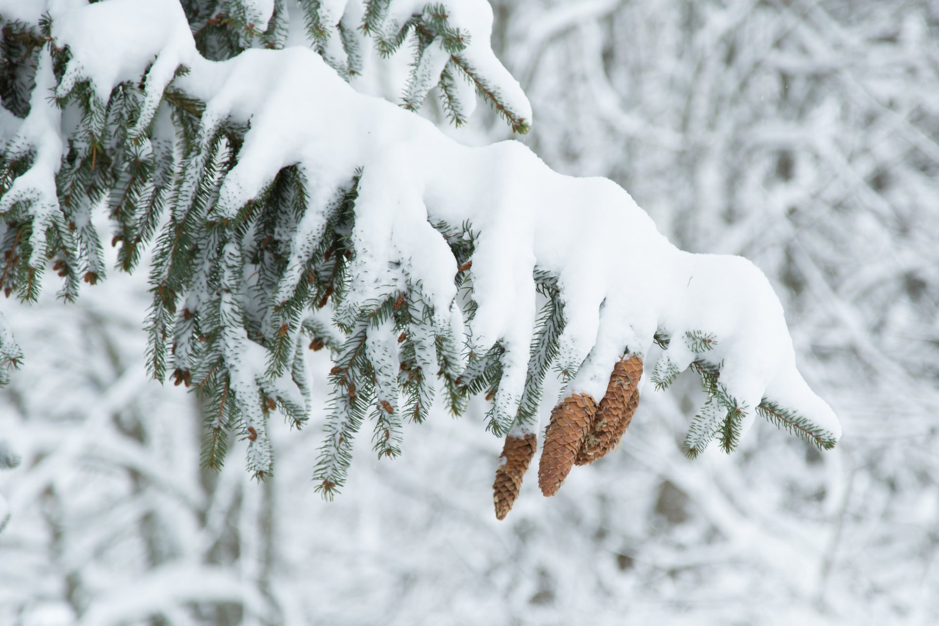 arbre arbre de noël épinette cônes hiver neige