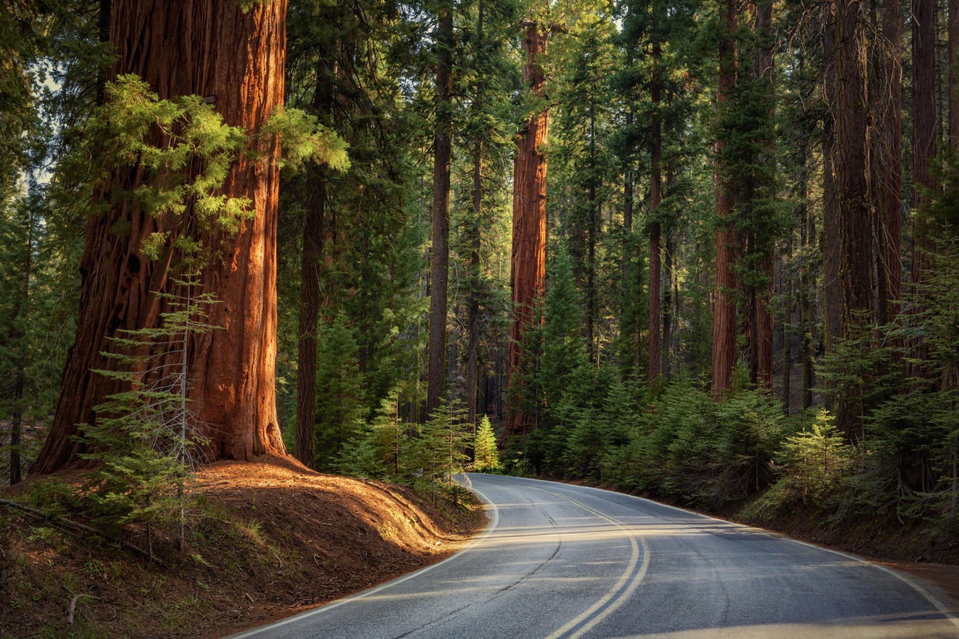 natur straße wald nadeln fortsetzungen bäume