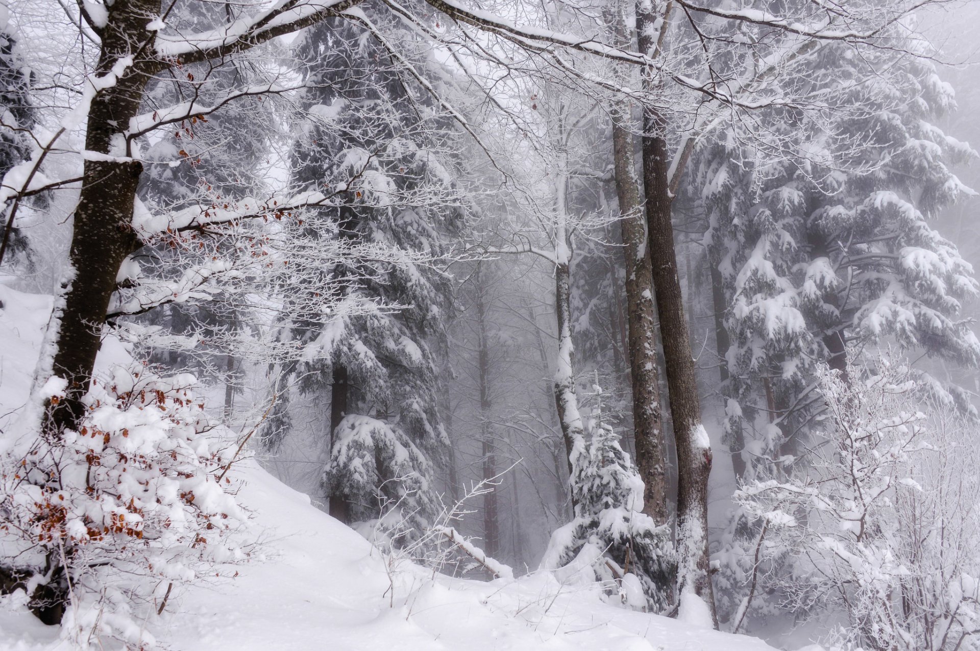 inverno neve foresta natura