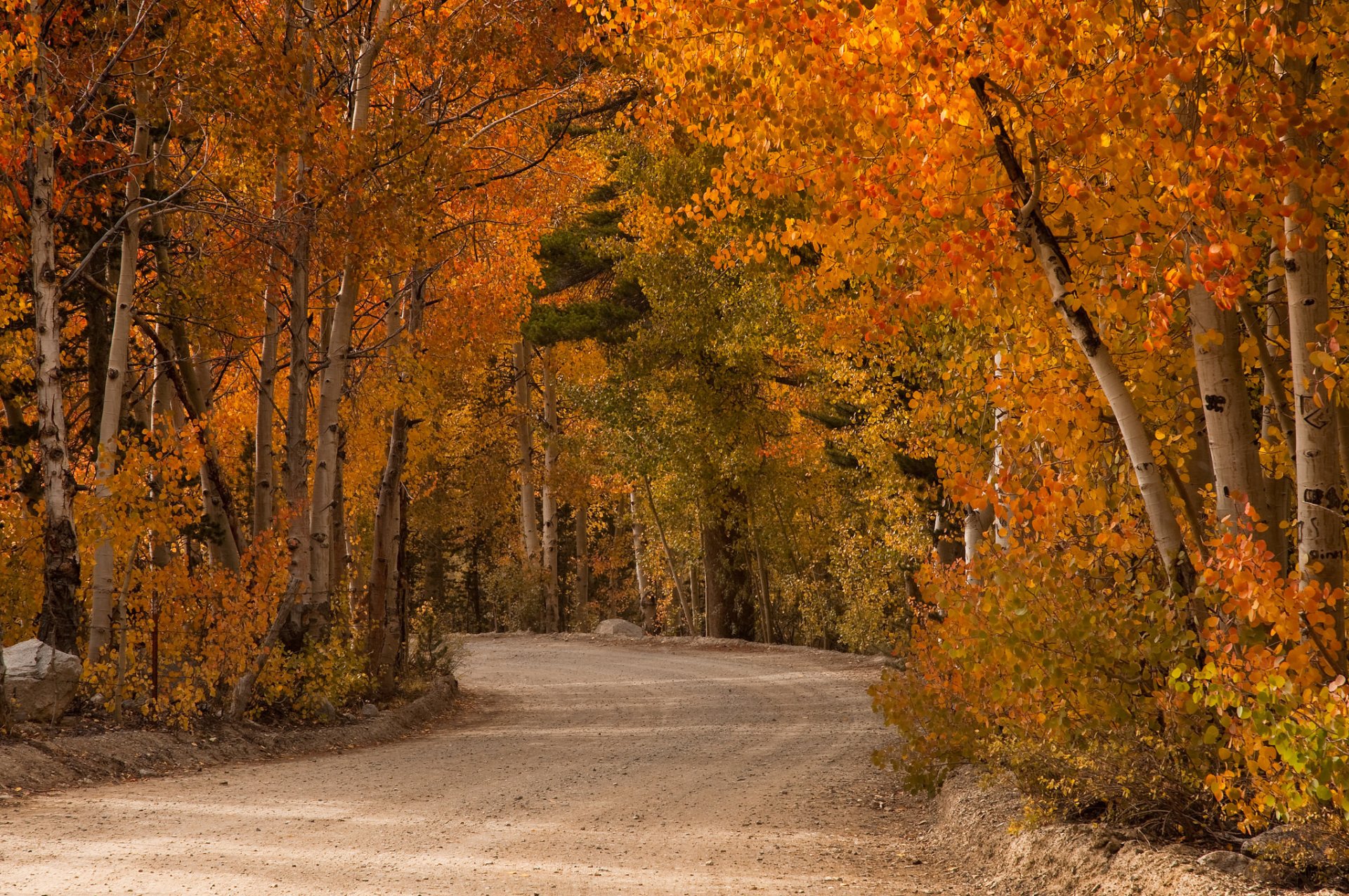 automne septembre route arbres peuplier faux-tremble peintures