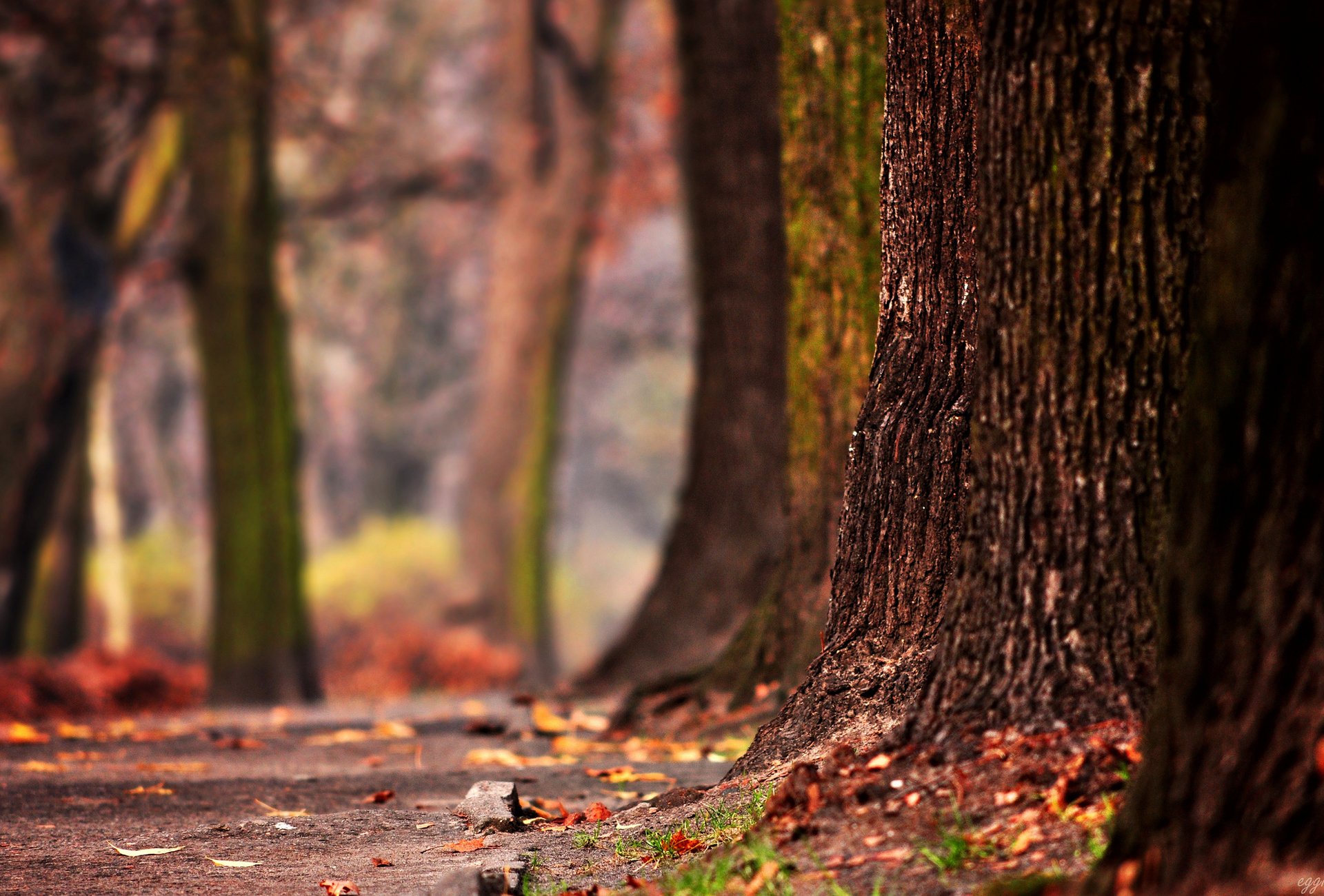 arbres troncs forêt feuilles automne