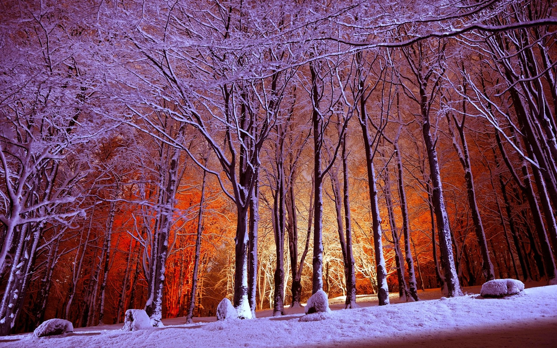 forêt parc hiver lumière neige arbres