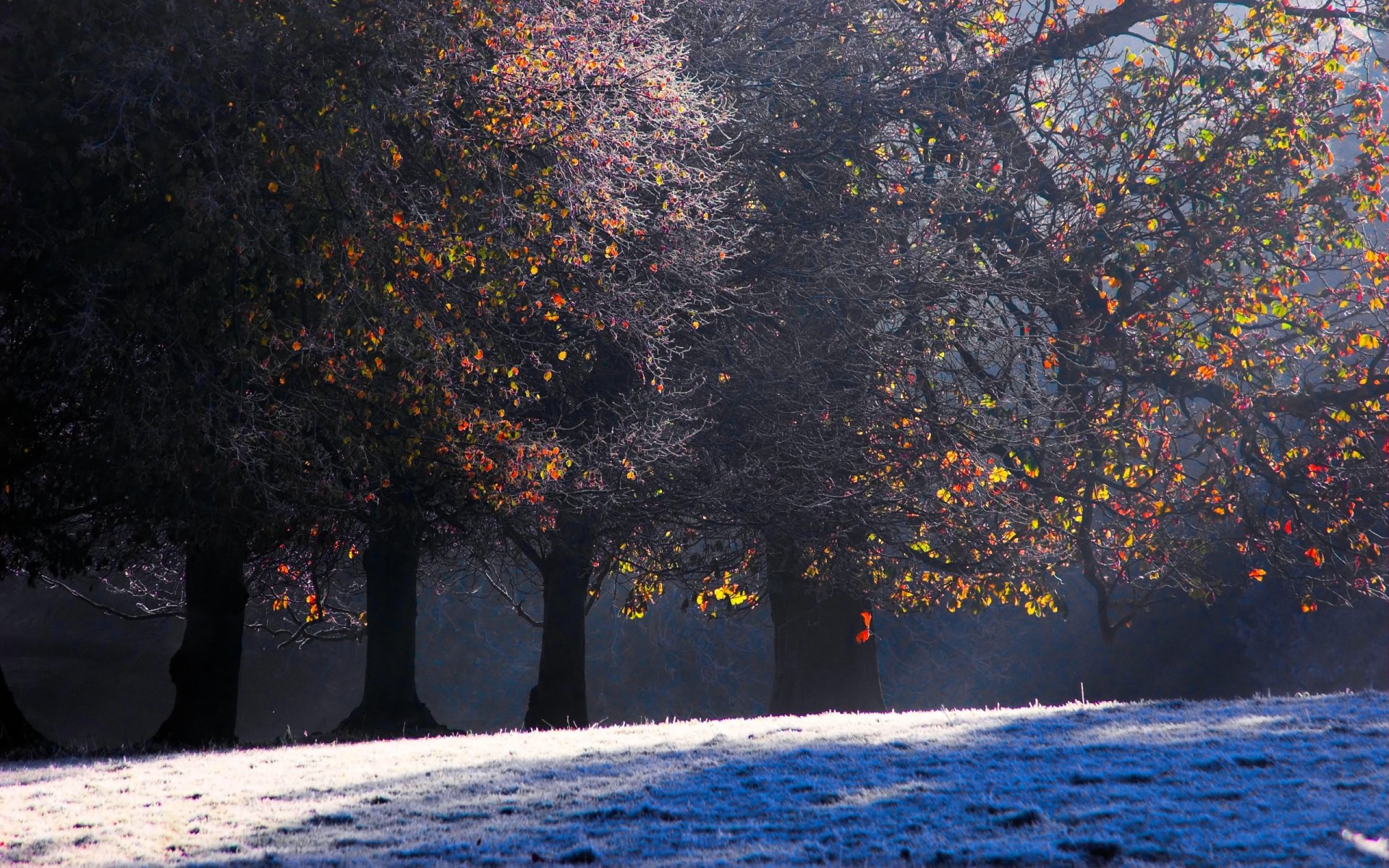 autunno foresta alberi gelo