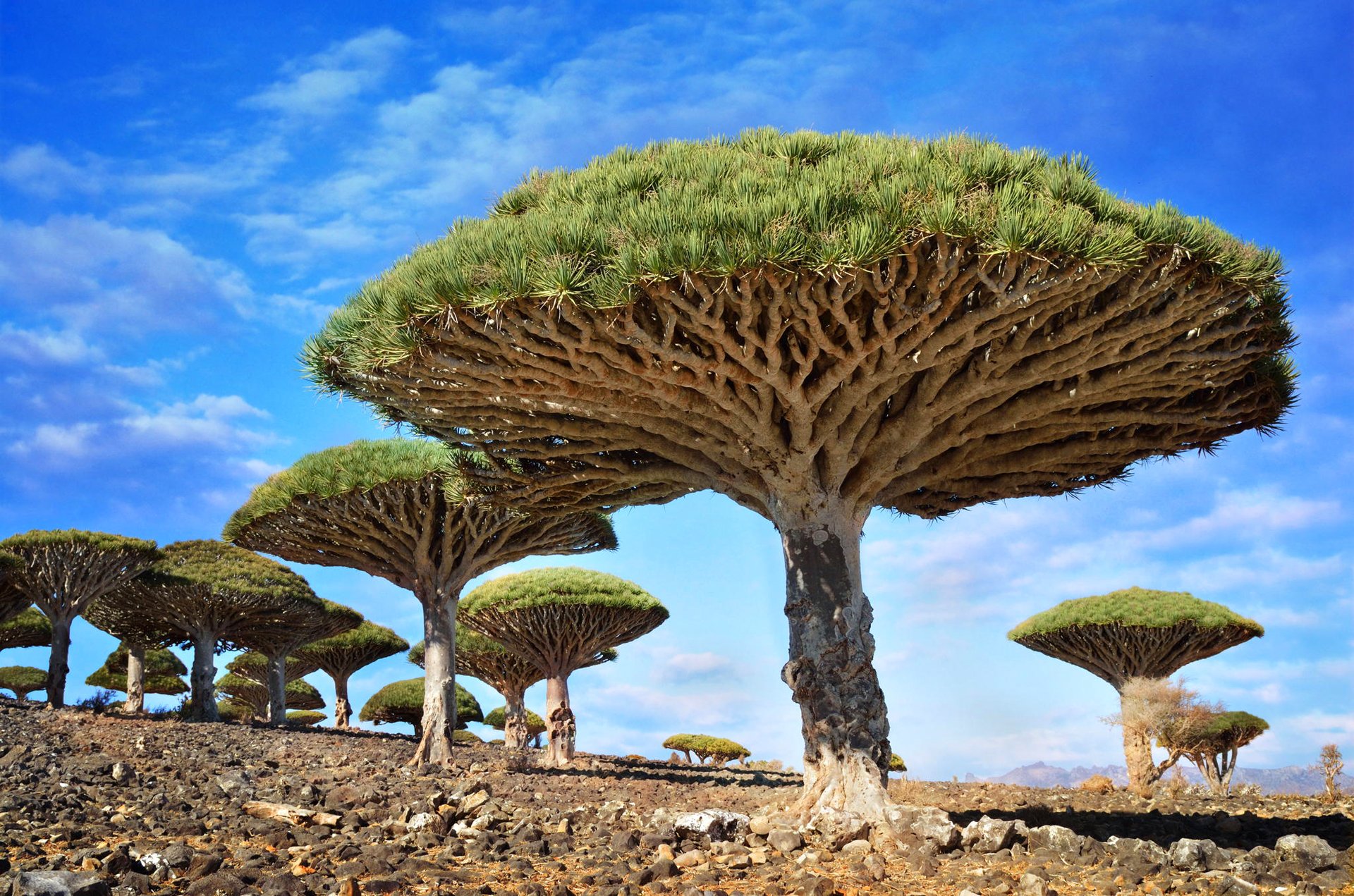 dracaena zinnrot dracaena sokotra arabisches meer himmel wolken bäume steine regenschirm