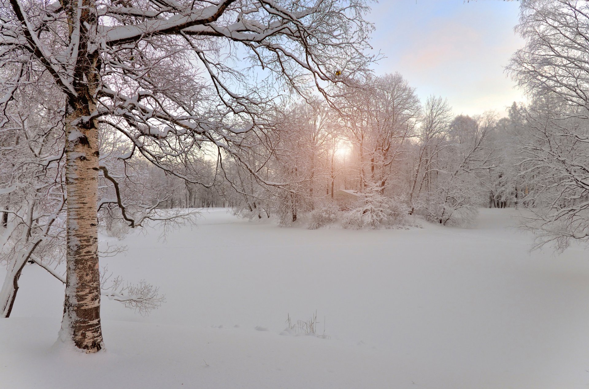 winter snow morning russia pushkin