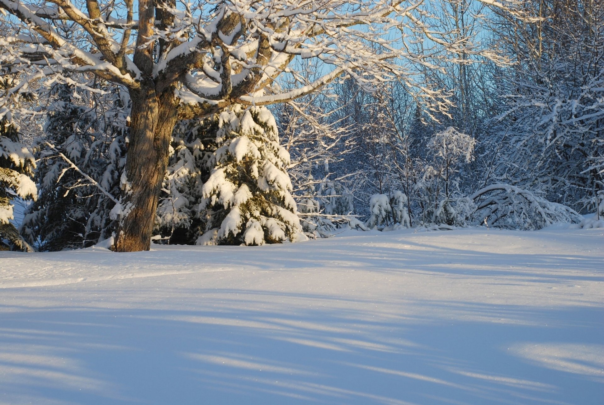 canada hiver neige forêt arbres