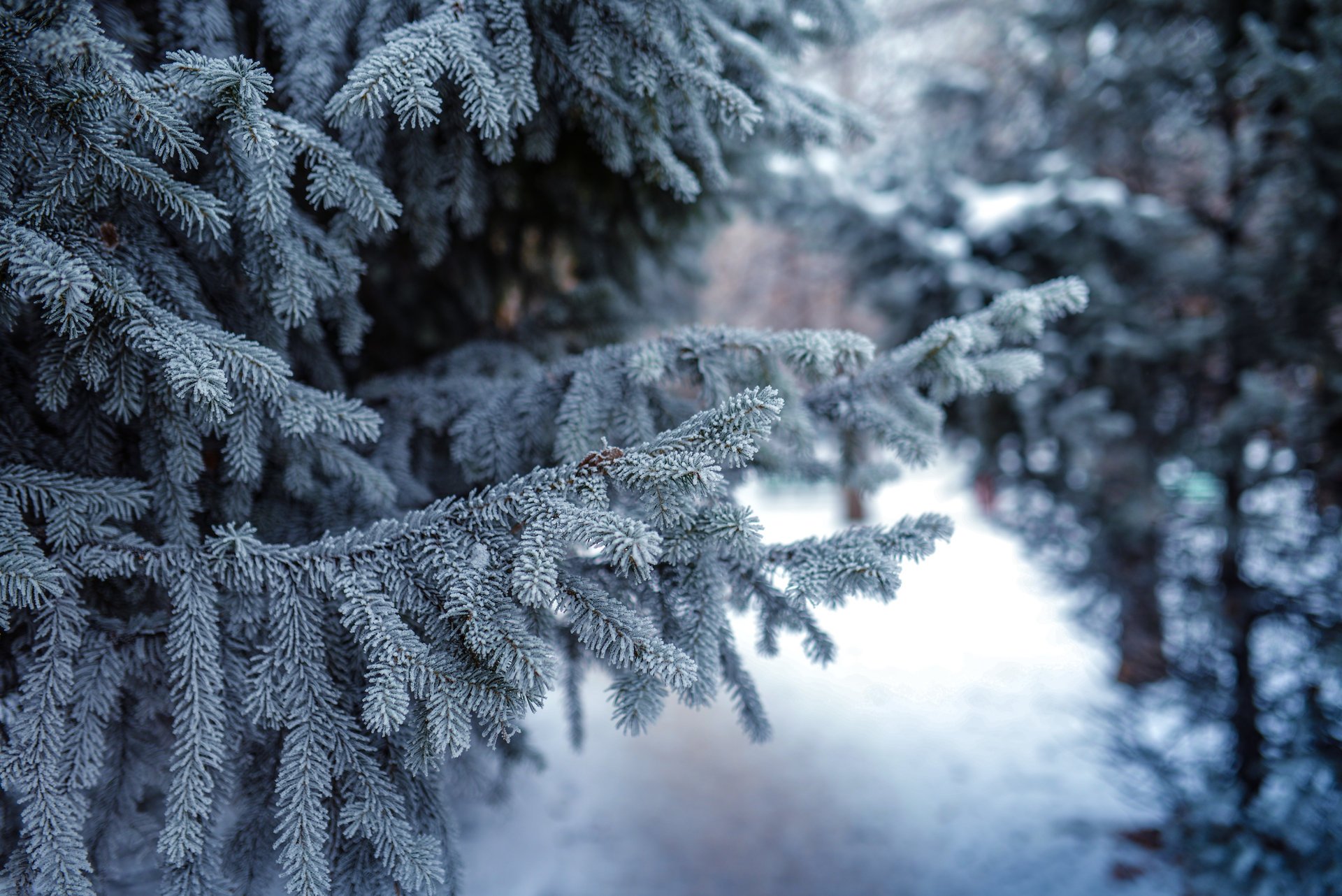 natura świerki sosny zima śnieg gałązki igły