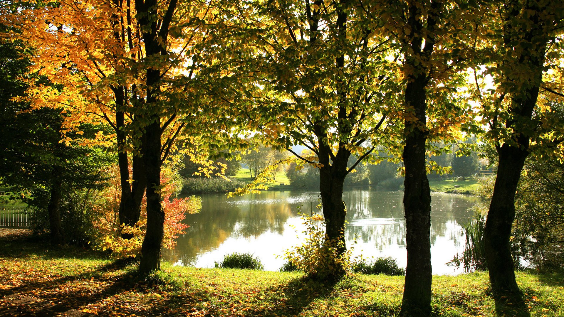 otoño follaje dorado lago cerca reflejos árboles luz del sol