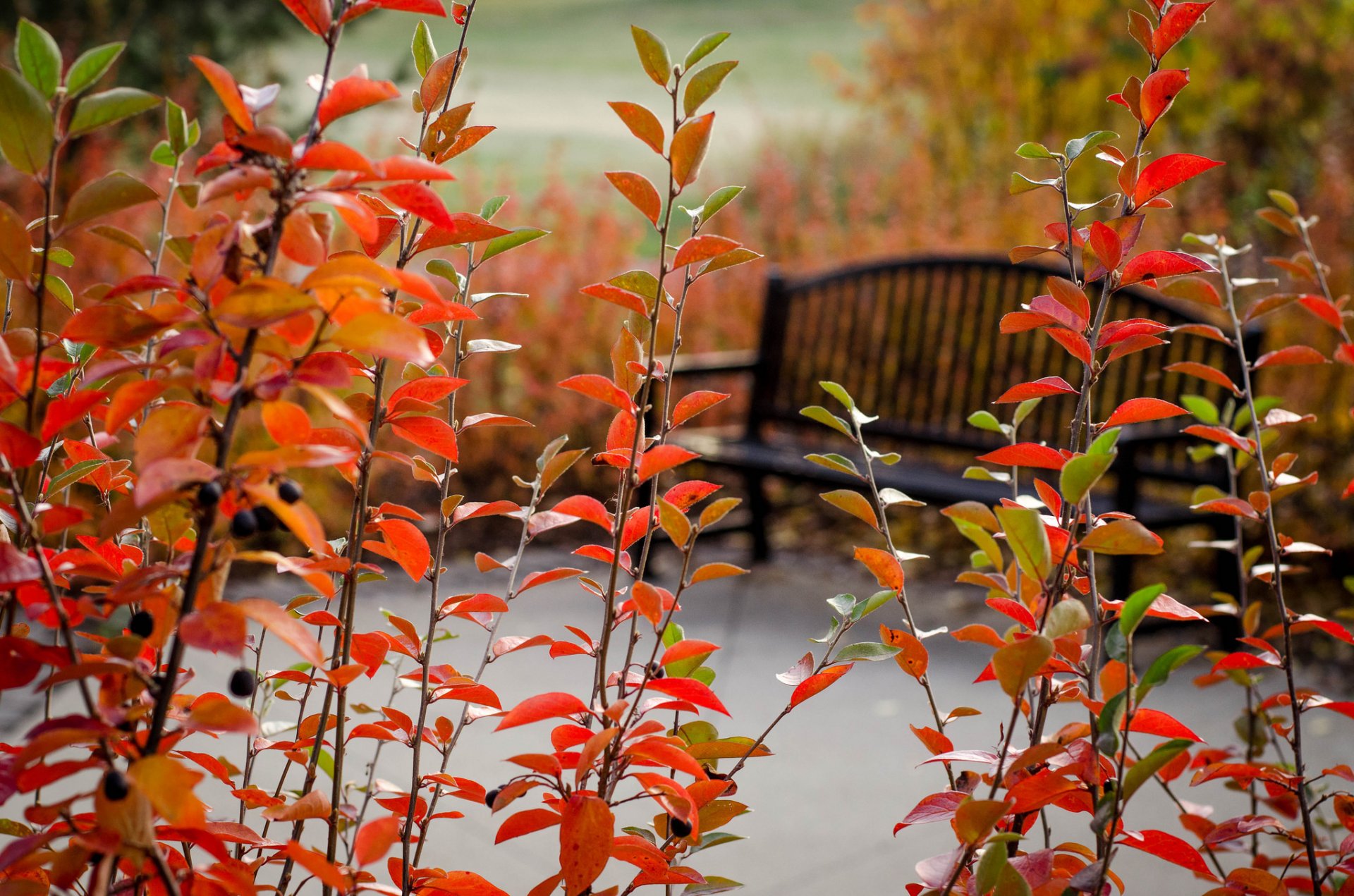 parc banc plantes arbre automne