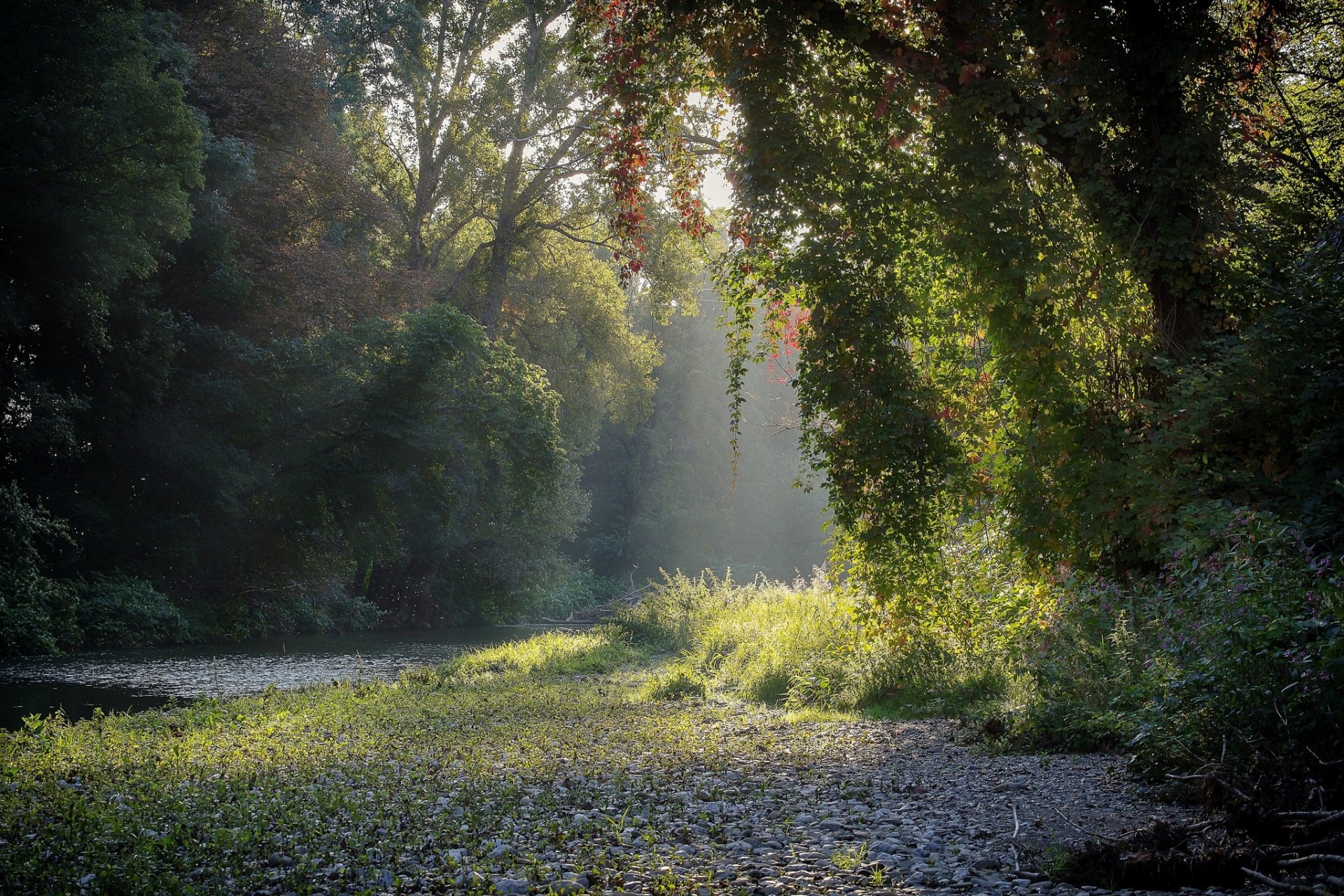 ummer forest river morning