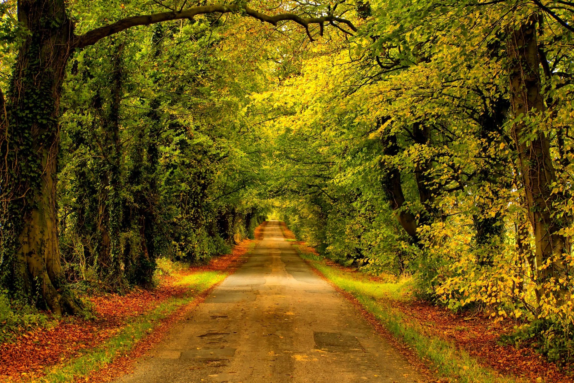 nature forêt parc arbres feuilles coloré route automne automne couleurs promenade