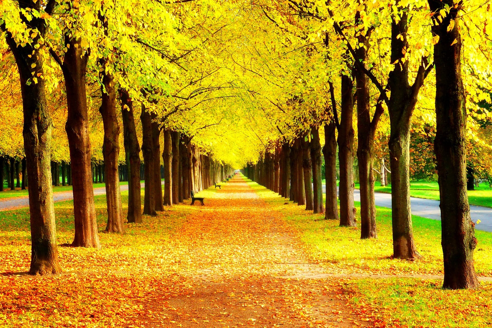 leaves trees park grass road colors autumn walk hdr nature bench tree