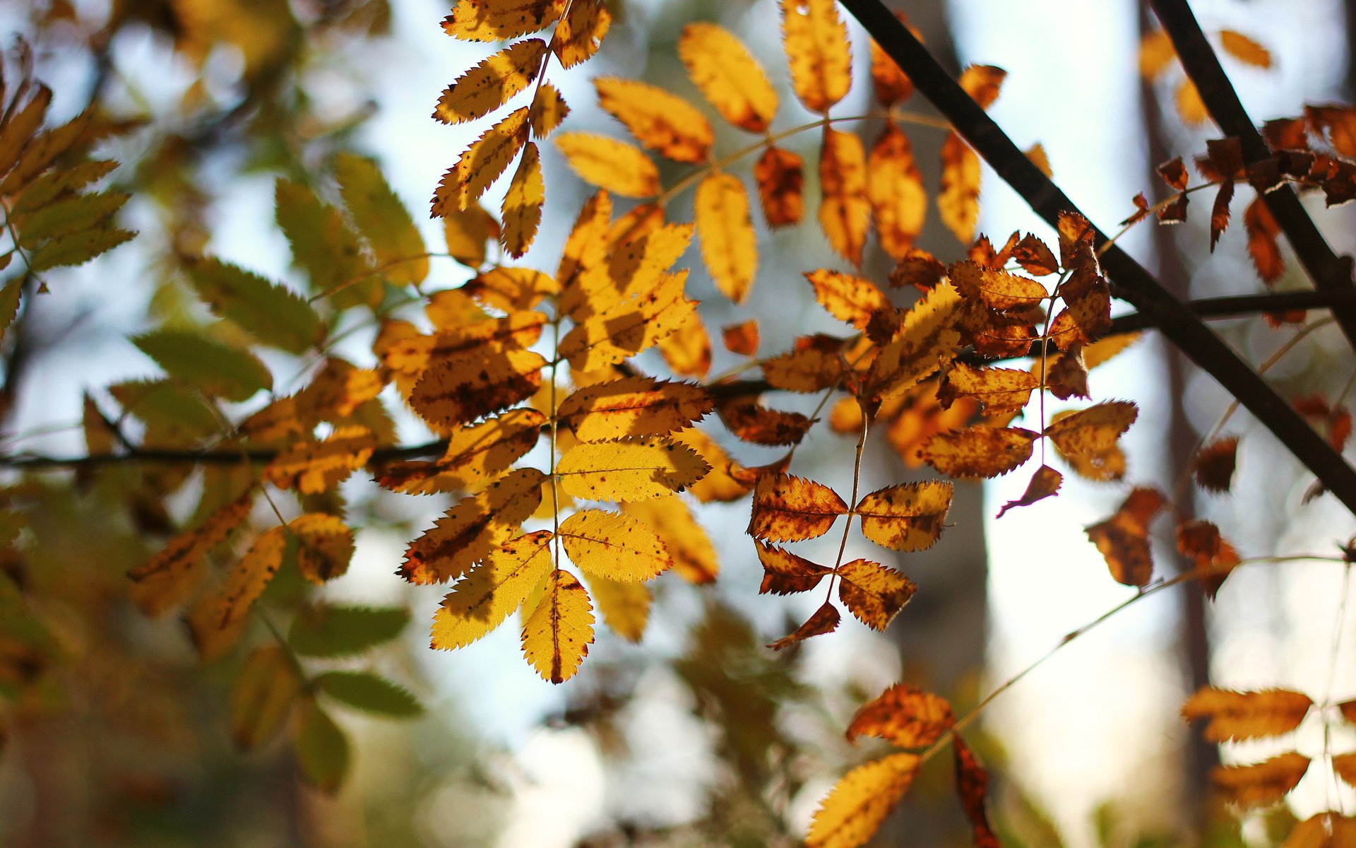 natur blätter gelb herbst