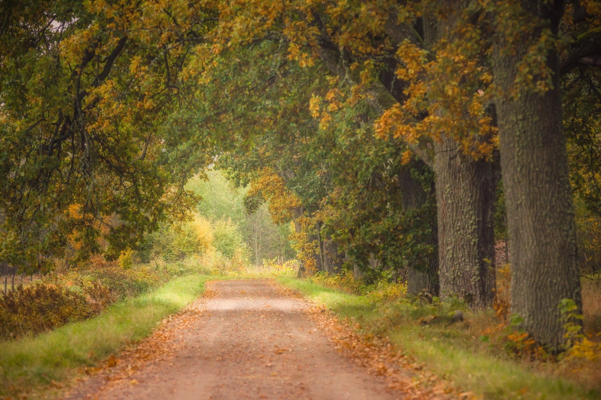 straße bäume natur herbst