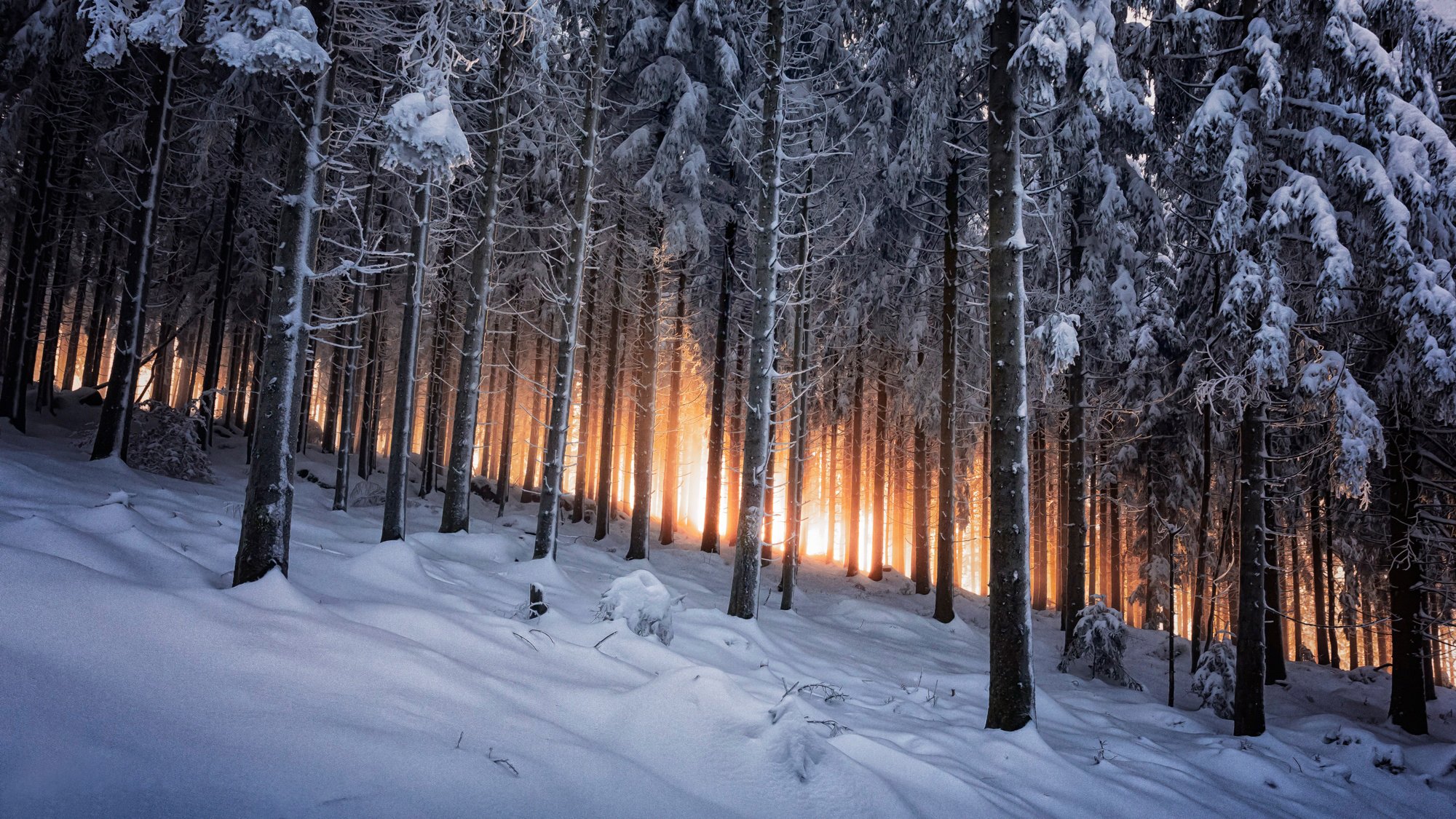 black forest germany winter forest