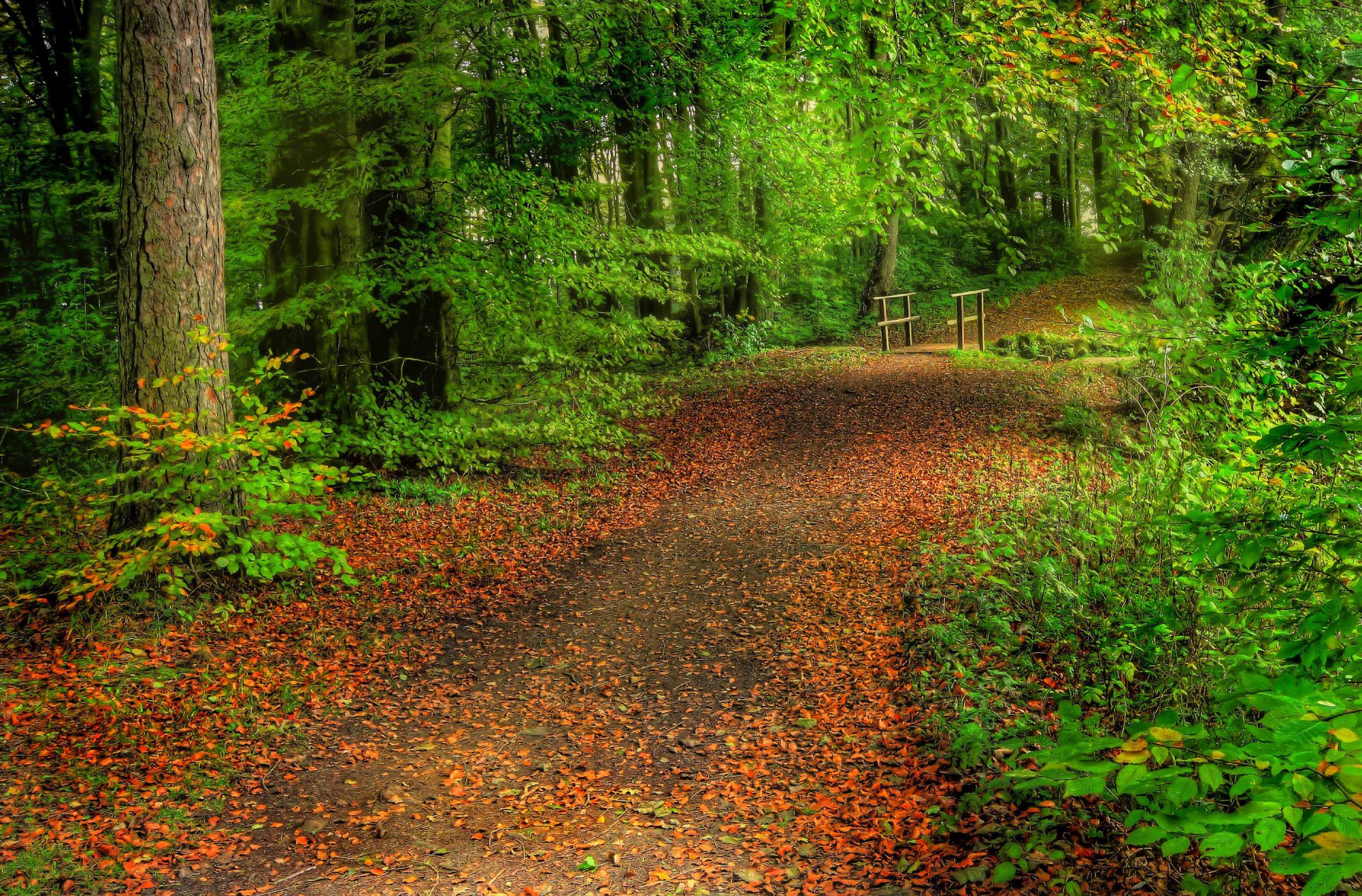 forêt arbres route feuilles pont