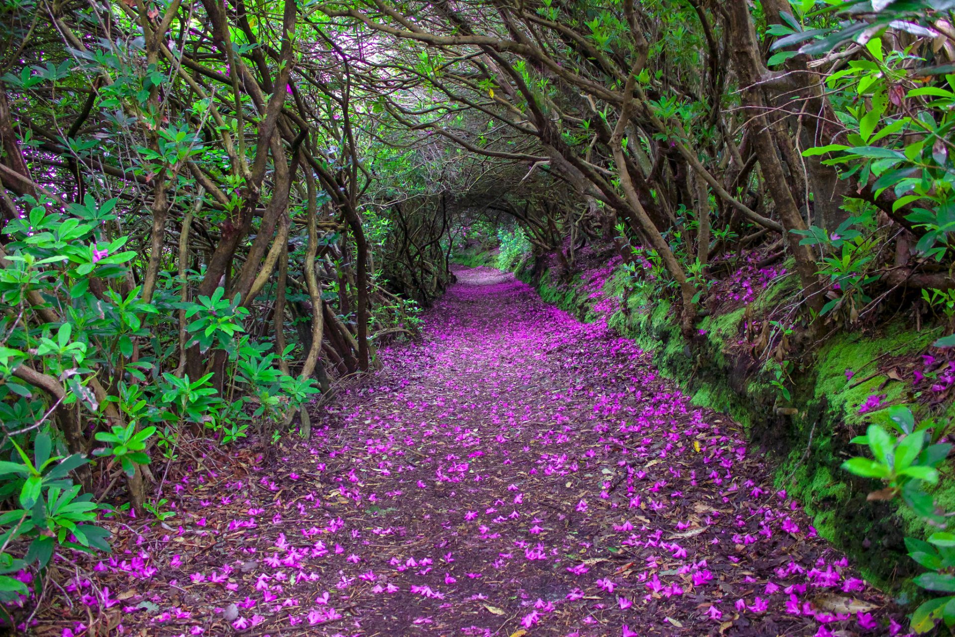 kenmare irlanda parque túnel arbustos árboles callejón pétalos