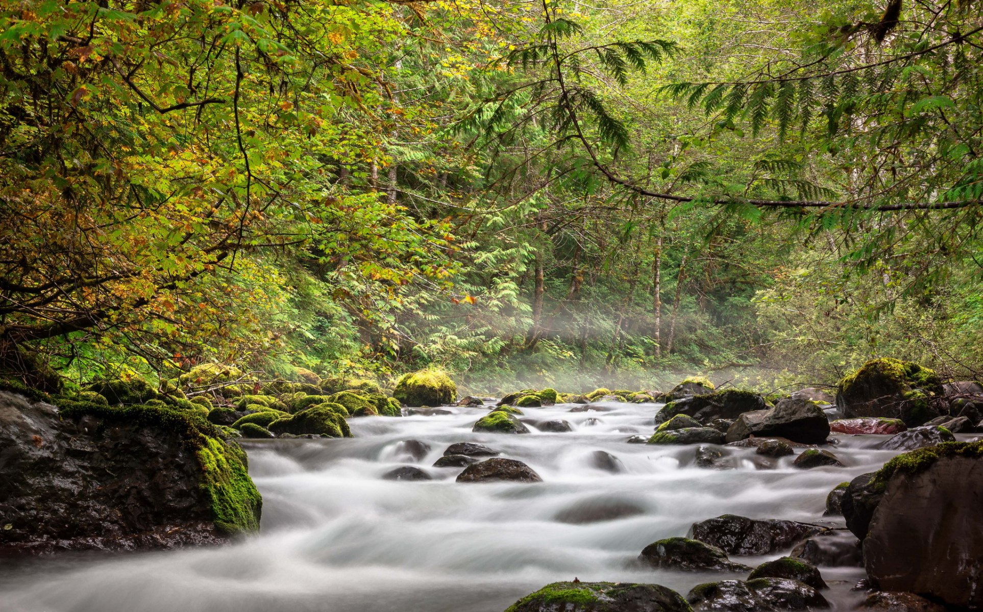 forest autumn river feed stone