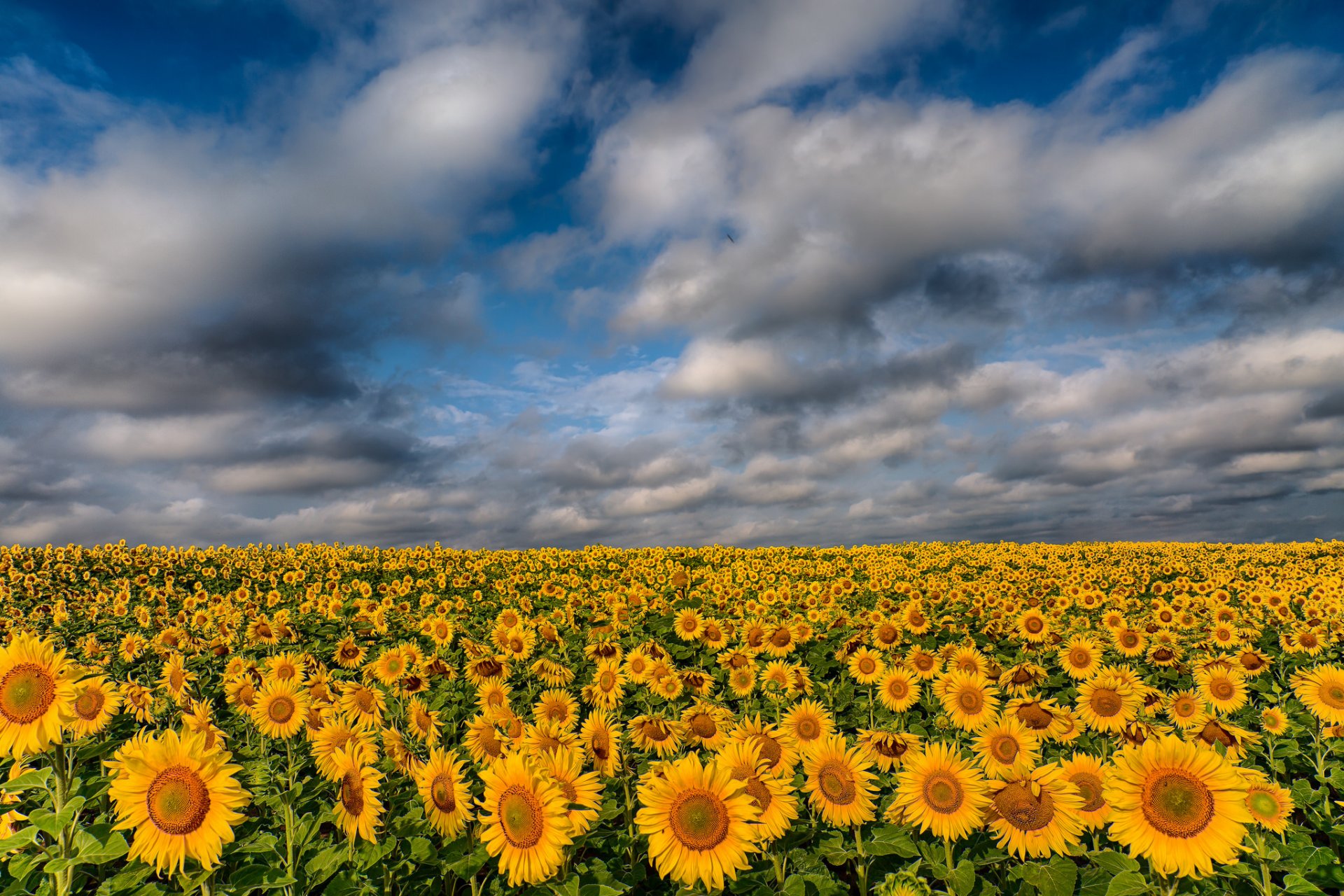 tournesols champ nuages