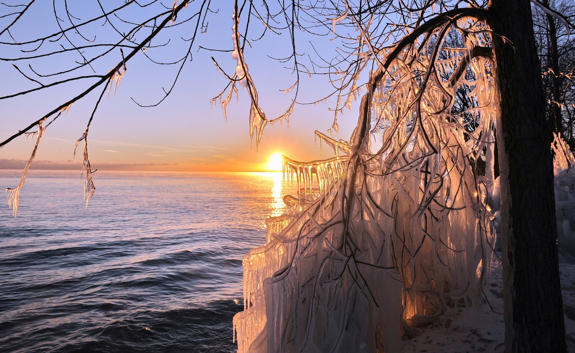 tree next icicles sea sun