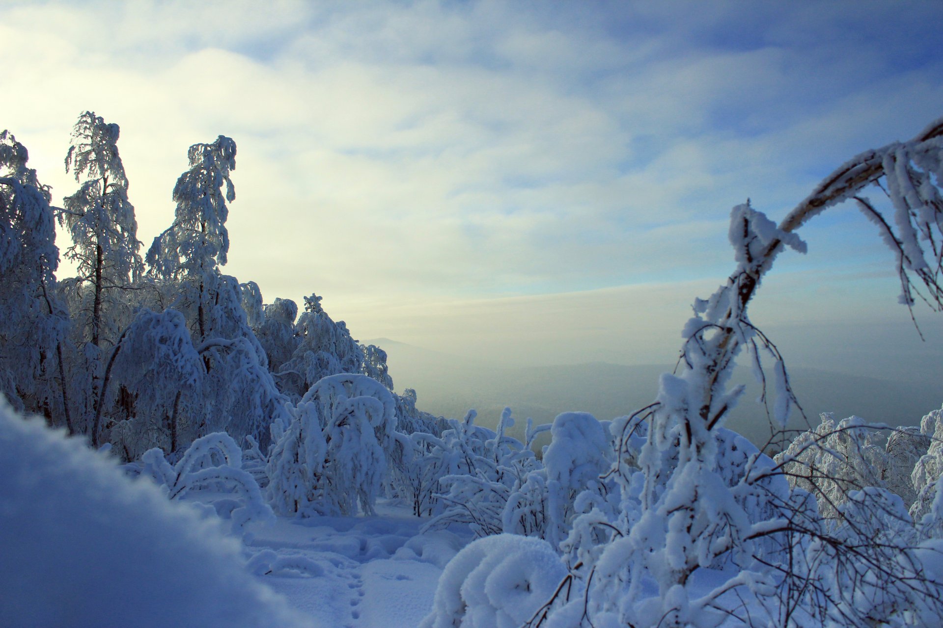 forest winter branches in the snow frost mountain