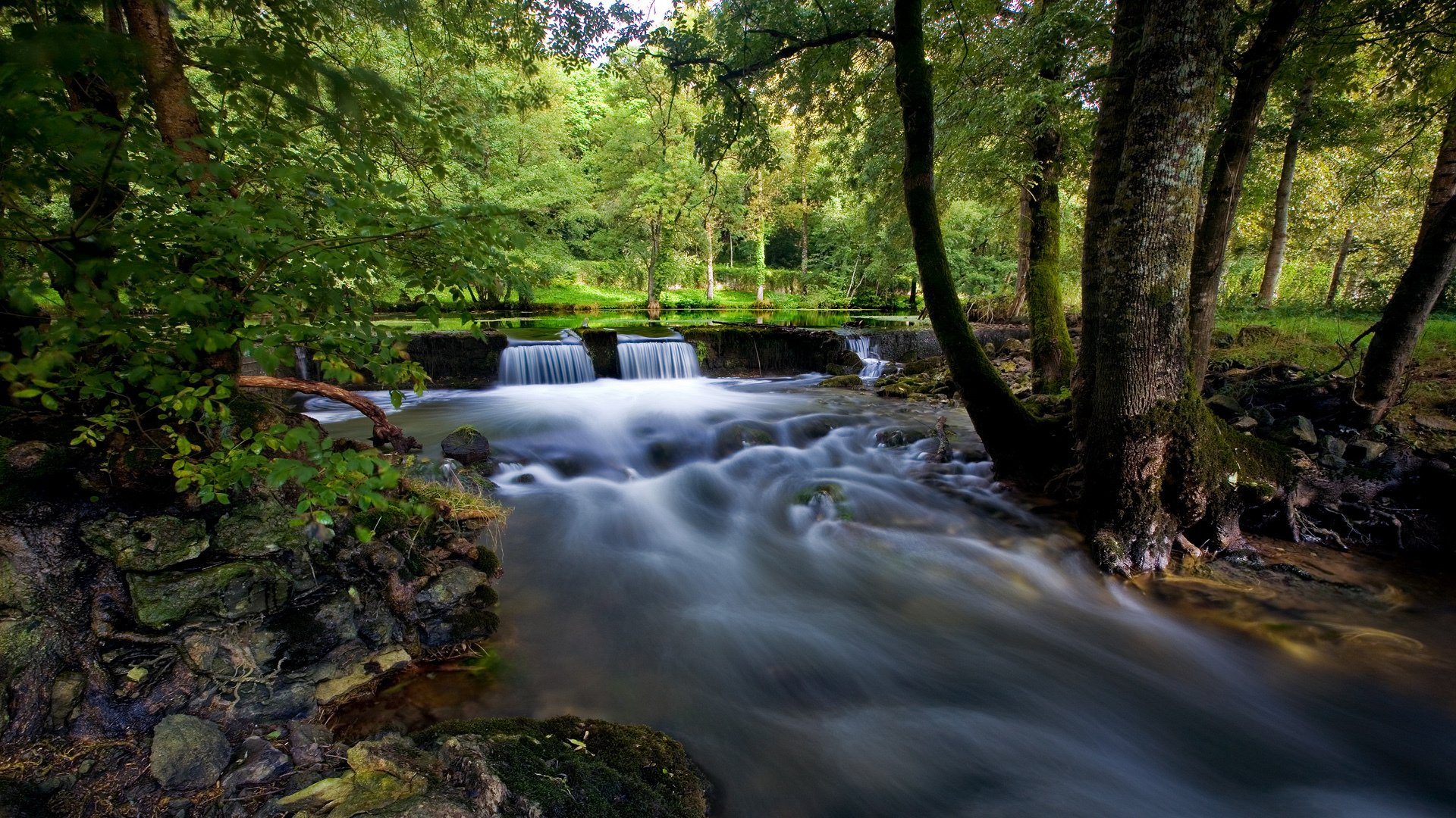 estate foresta lago ruscello alberi rocce muschio