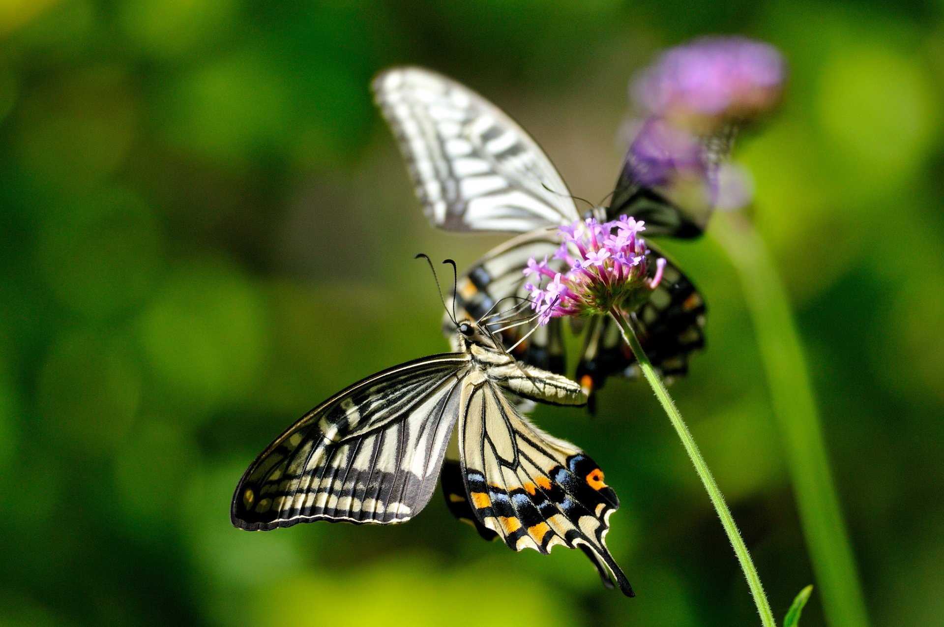 natur schmetterlinge insekten blume makro blumen pflanze