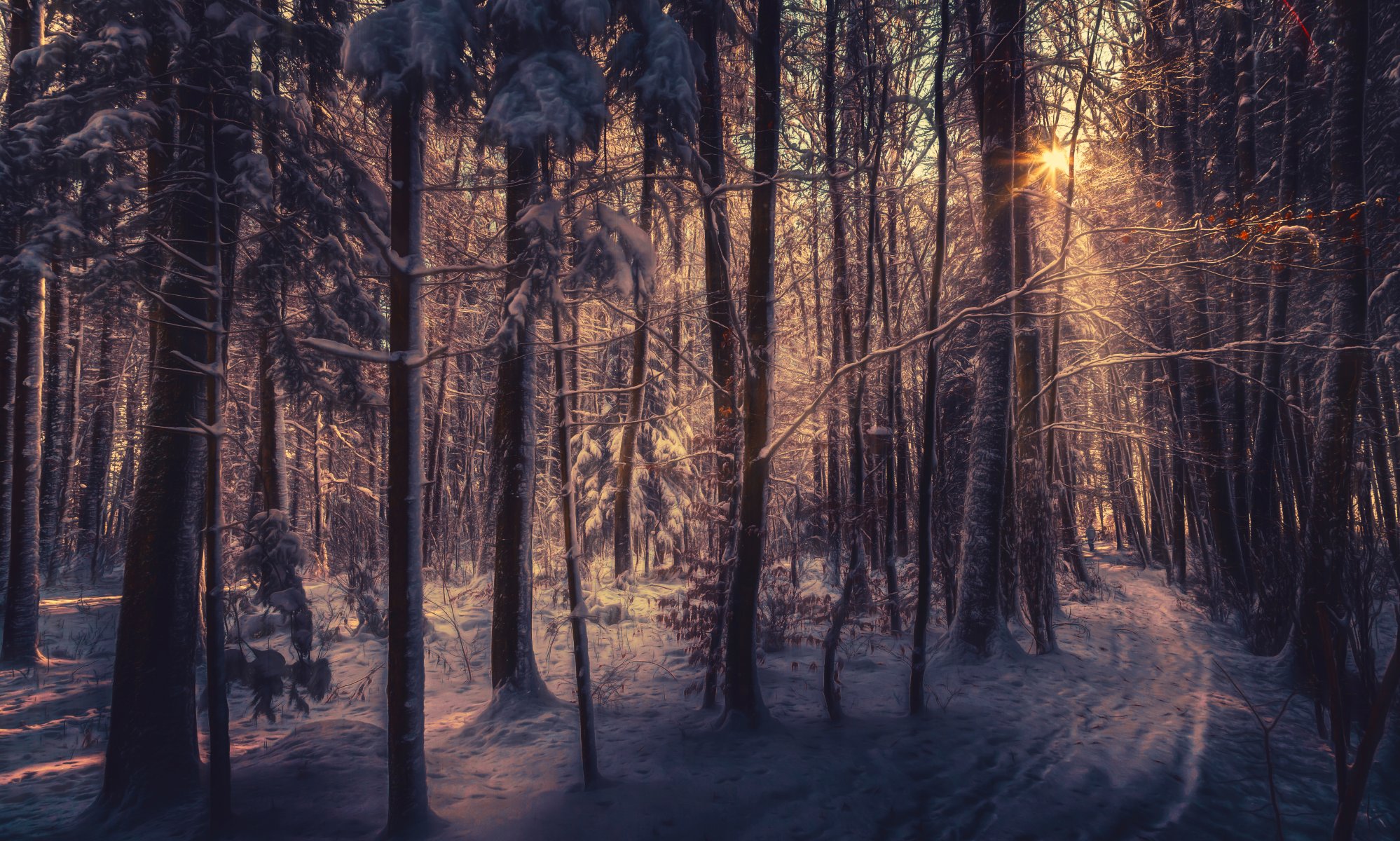 foresta invernale luce solare lavorazione neve