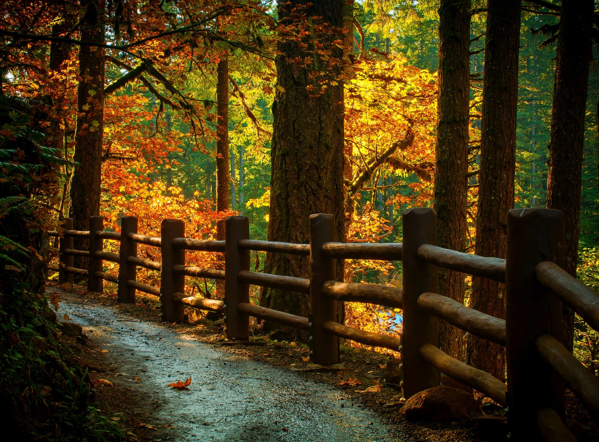 naturaleza árboles montaña hojas colorido camino otoño caída colores paseo