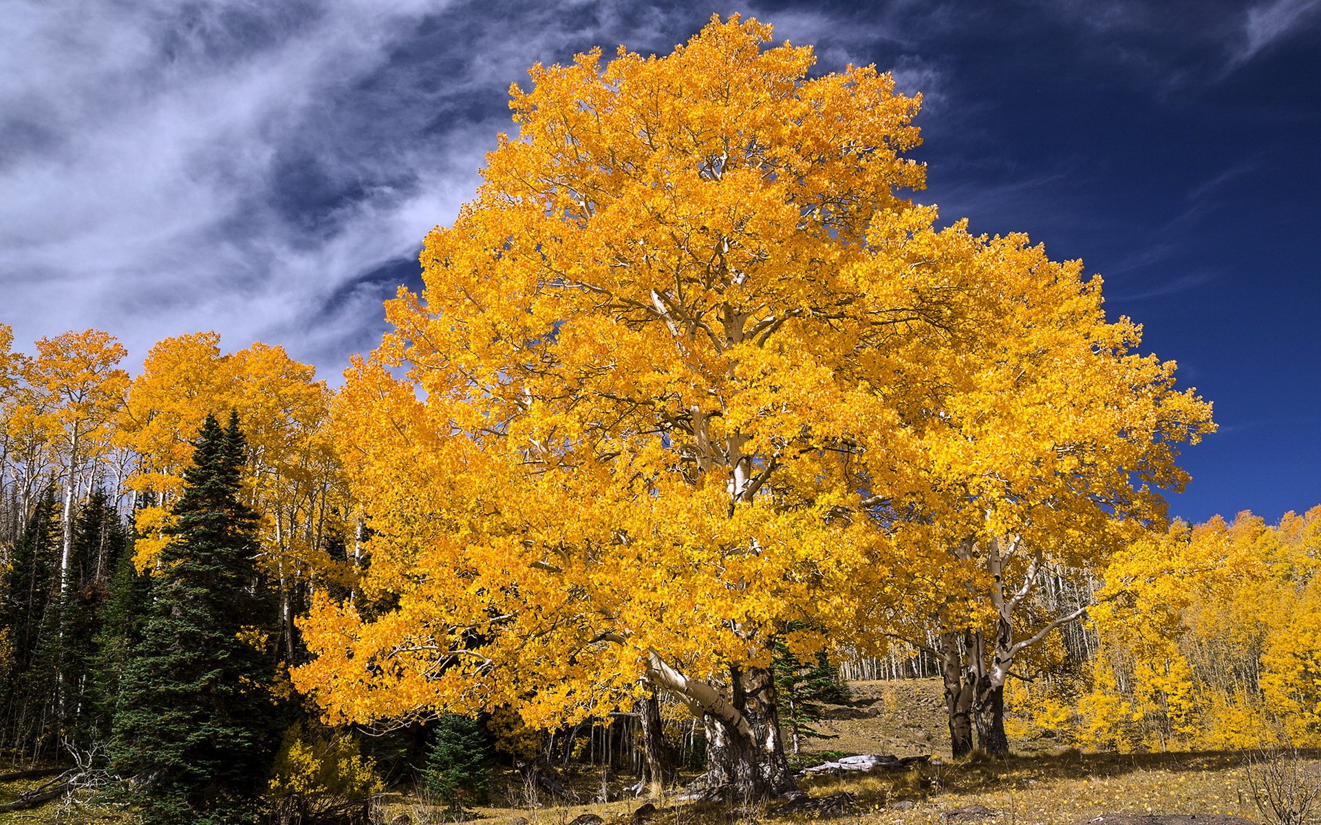 árbol otoño paisaje