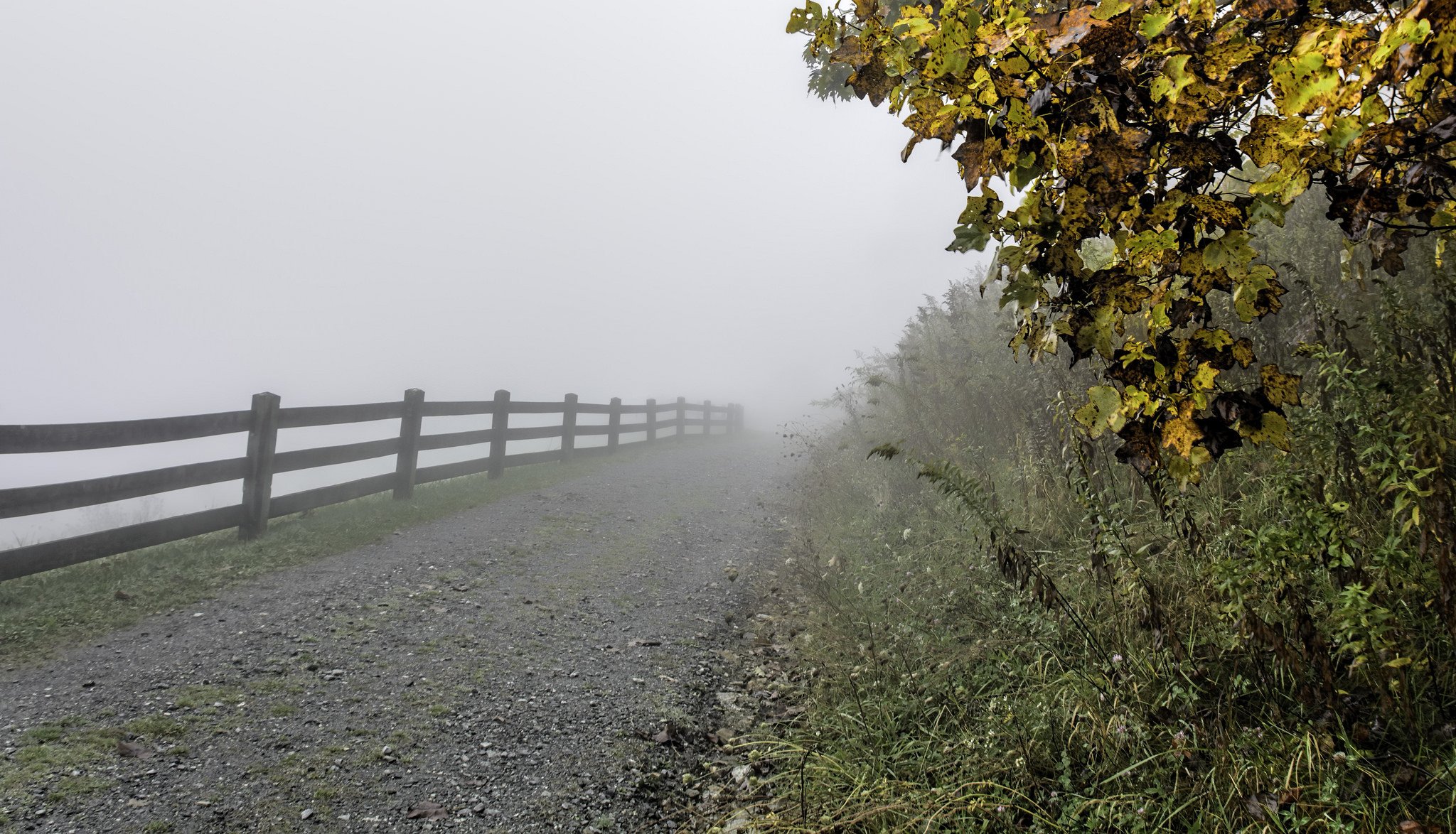 usa carolina del nord autunno erba alberi foglie sentiero recinzione recinzione nebbia