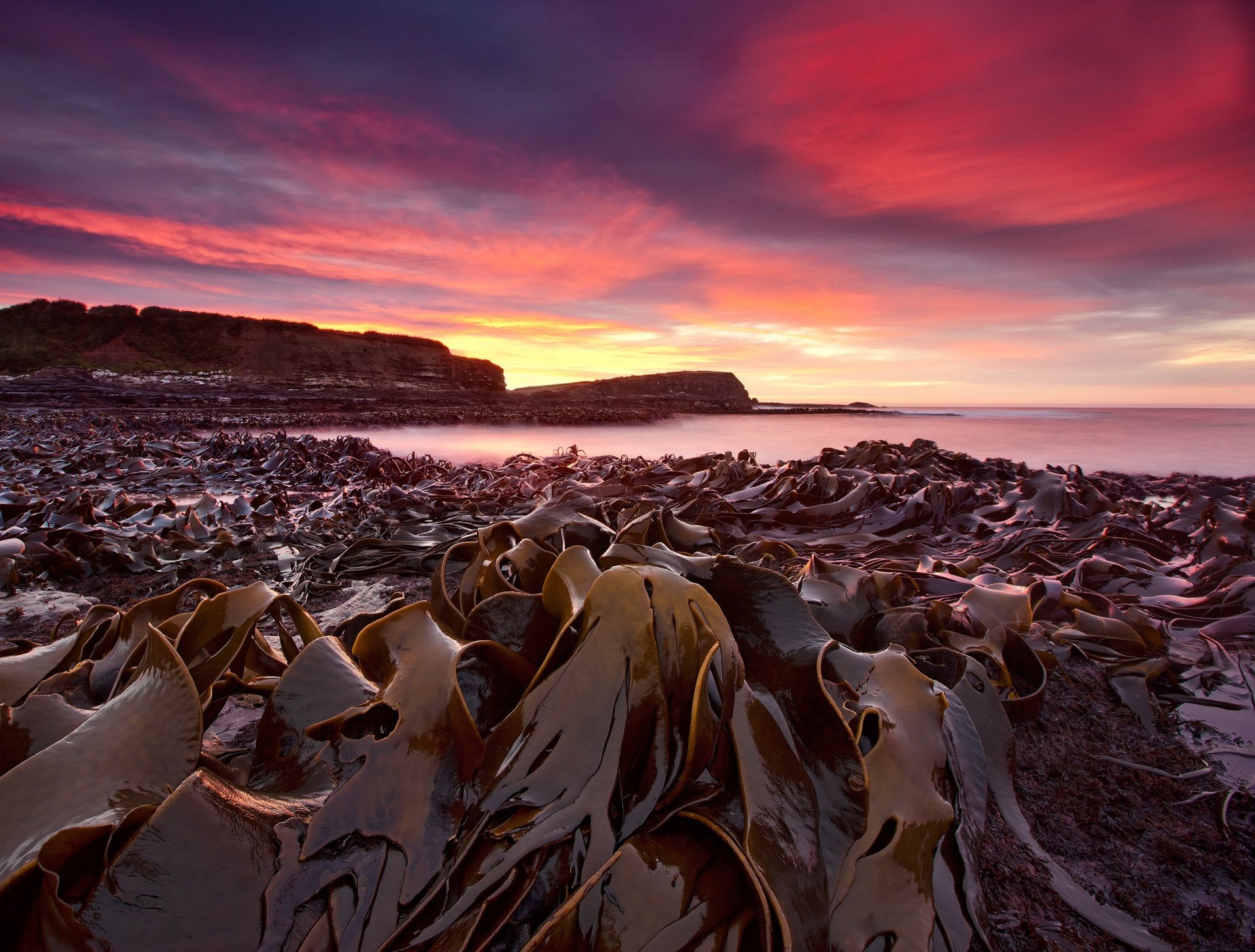 beach algae morning