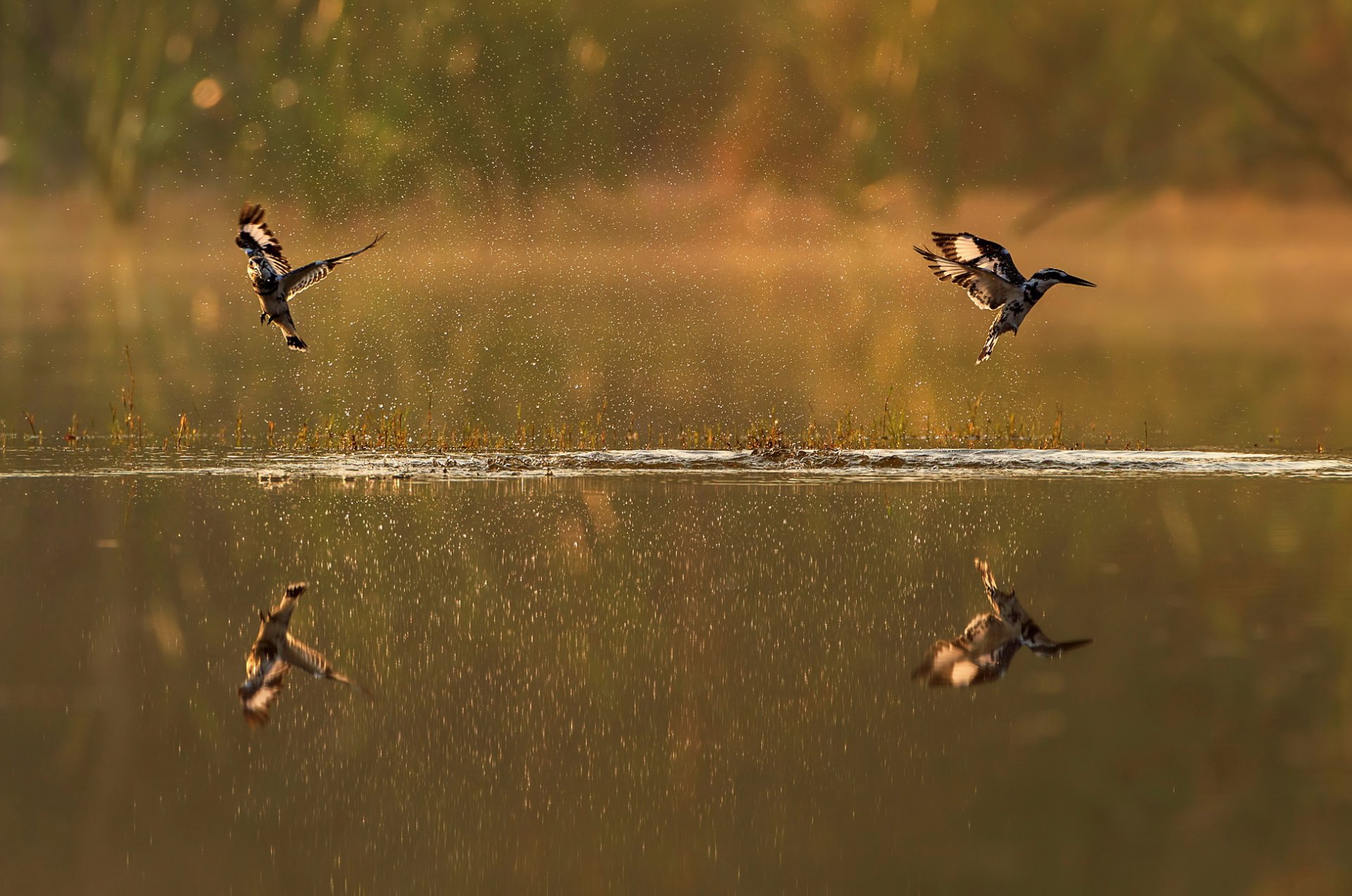 uccelli spruzzi riflessione