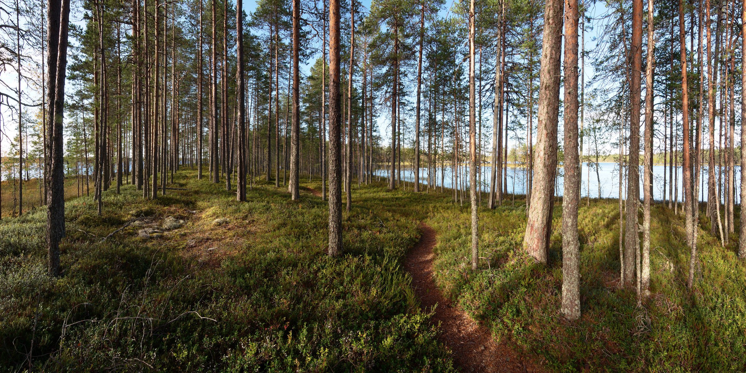 foresta lago sentiero alberi