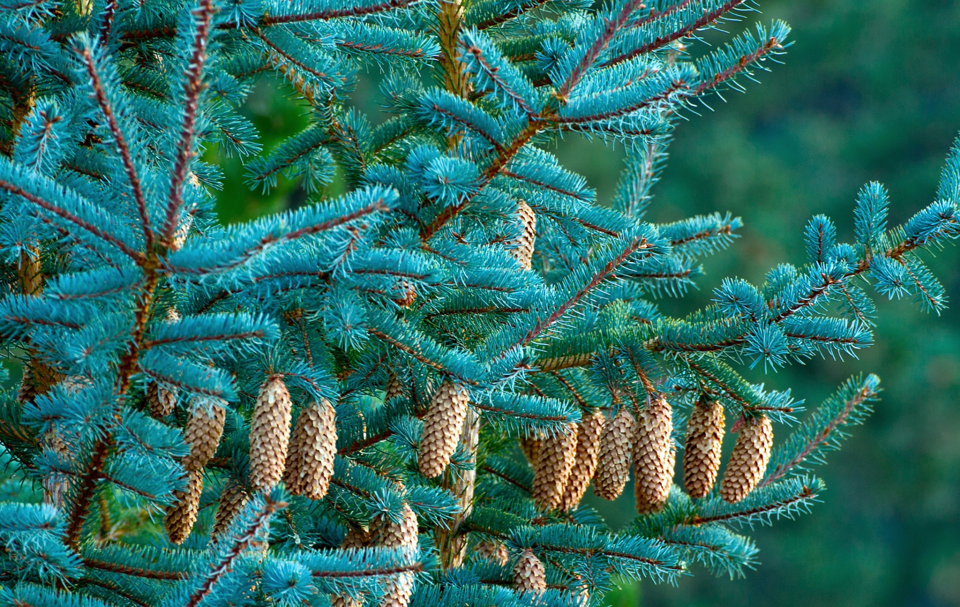 forest tree christmas tree spruce cone