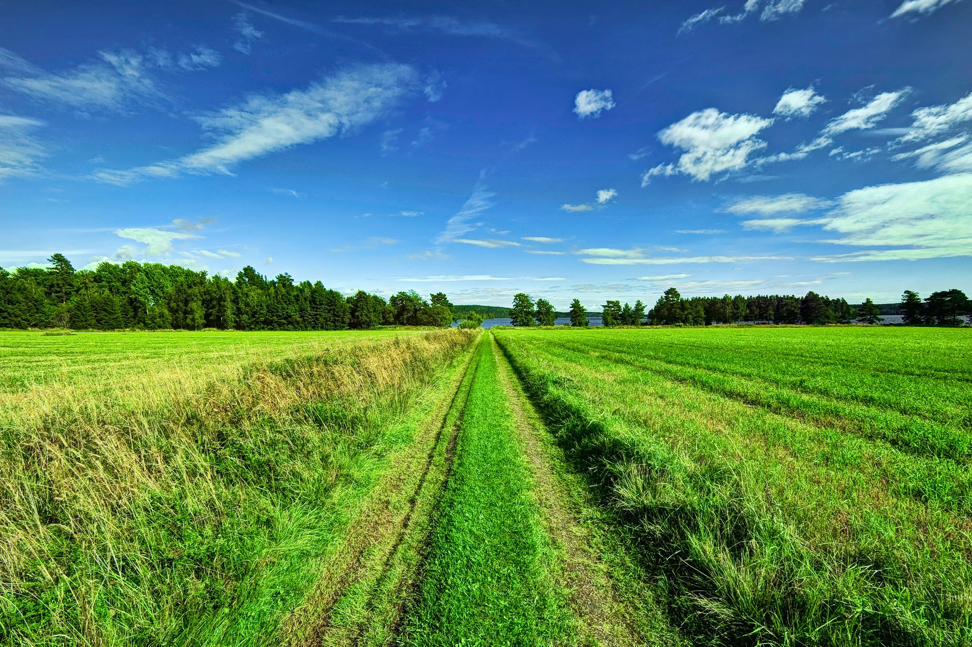 cielo nuvole alberi campo strada